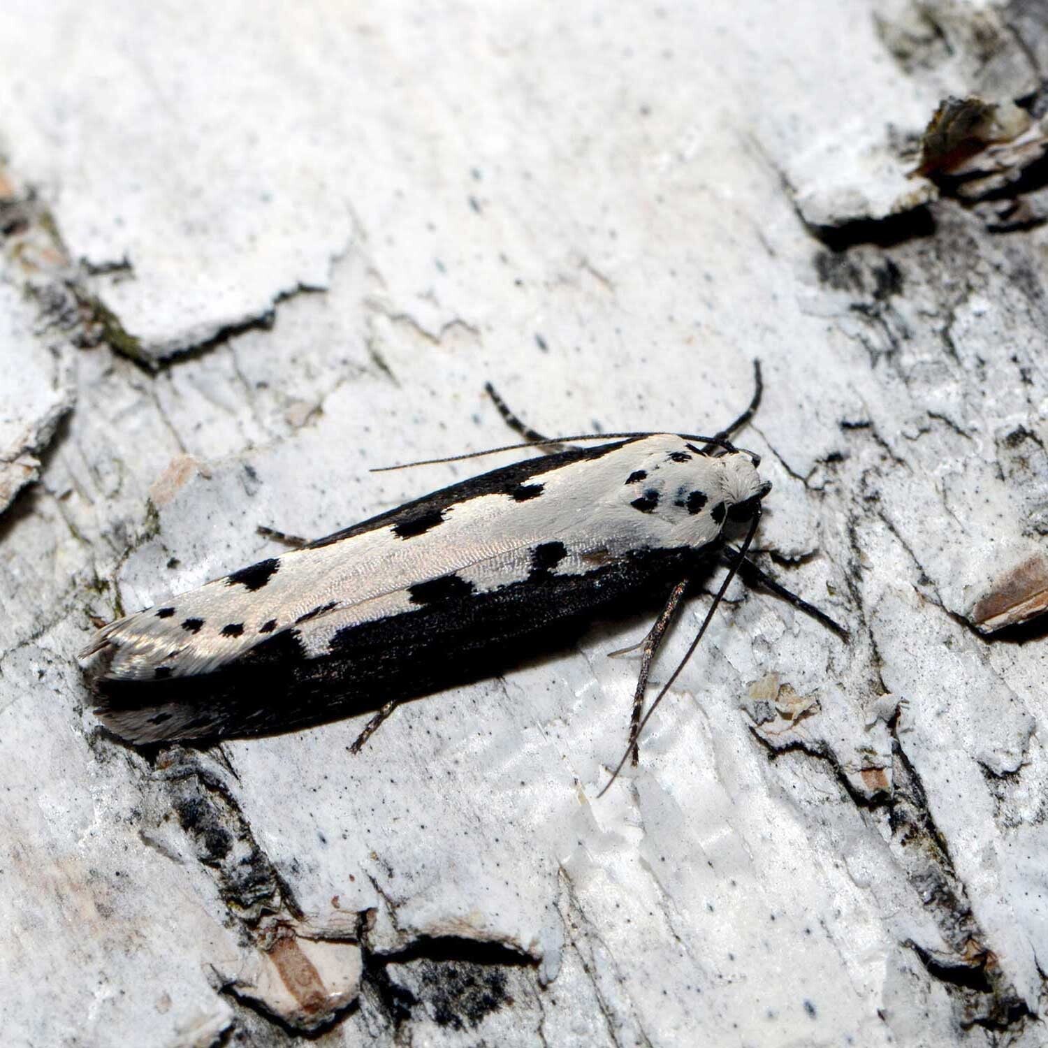 wir flattern auf heimische nachtfalter tagfalter raupen nahrungspflanzen österreich petra urbanek inge biller sabine gasparitz wirflatternauf bugs-team