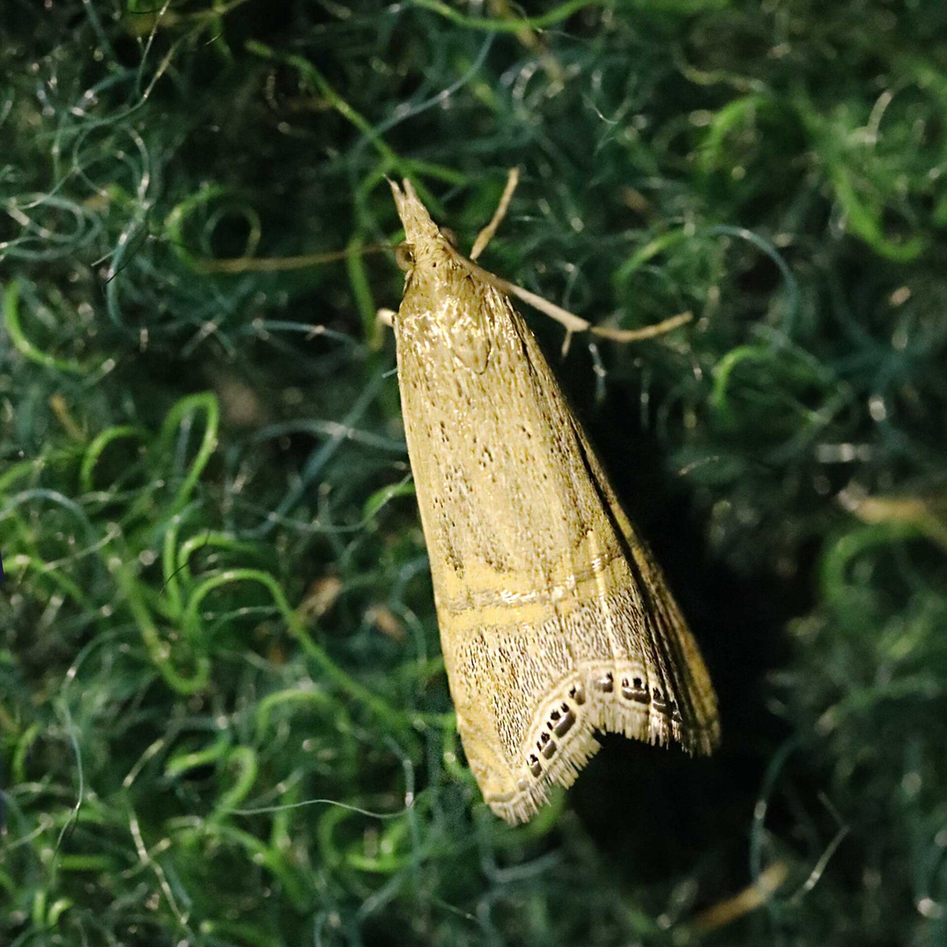 wir flattern auf heimische nachtfalter tagfalter raupen nahrungspflanzen österreich petra urbanek inge biller sabine gasparitz wirflatternauf bugs-team
