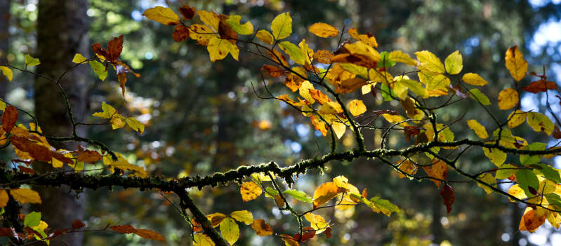wir flattern auf heimische nachtfalter tagfalter raupen nahrungspflanzen österreich petra urbanek inge biller sabine gasparitz wirflatternauf bugs-team