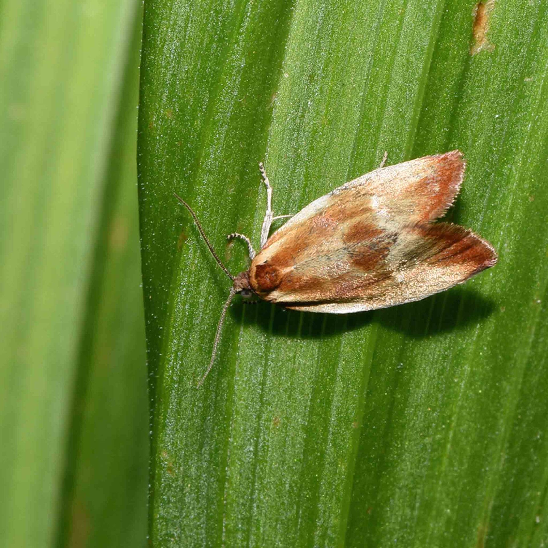 wir flattern auf heimische nachtfalter tagfalter raupen nahrungspflanzen österreich petra urbanek inge biller sabine gasparitz wirflatternauf bugs-team