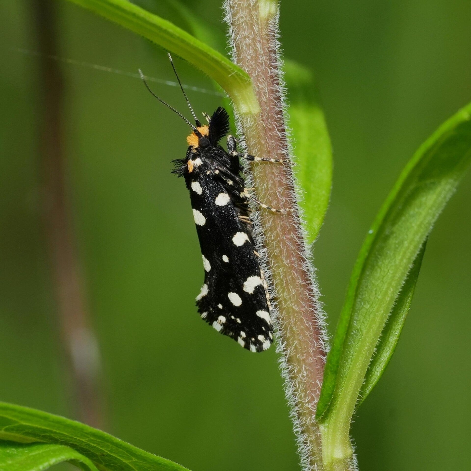 wir flattern auf heimische nachtfalter tagfalter raupen nahrungspflanzen österreich petra urbanek inge biller sabine gasparitz wirflatternauf bugs-team