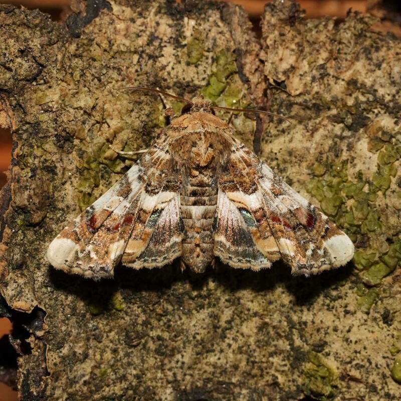 wir flattern auf heimische nachtfalter tagfalter raupen nahrungspflanzen österreich petra urbanek inge biller sabine gasparitz wirflatternauf bugs-team