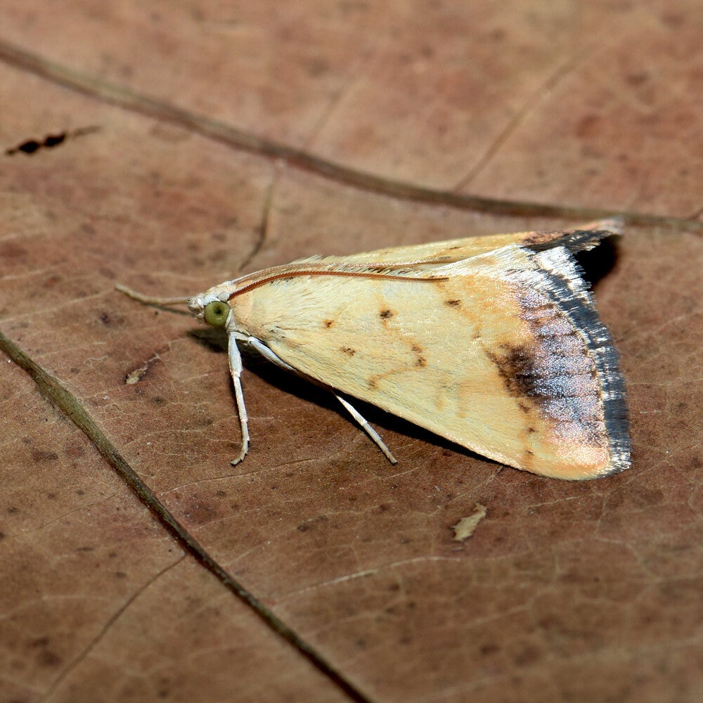 wir flattern auf heimische nachtfalter tagfalter raupen nahrungspflanzen österreich petra urbanek inge biller sabine gasparitz wirflatternauf bugs-team