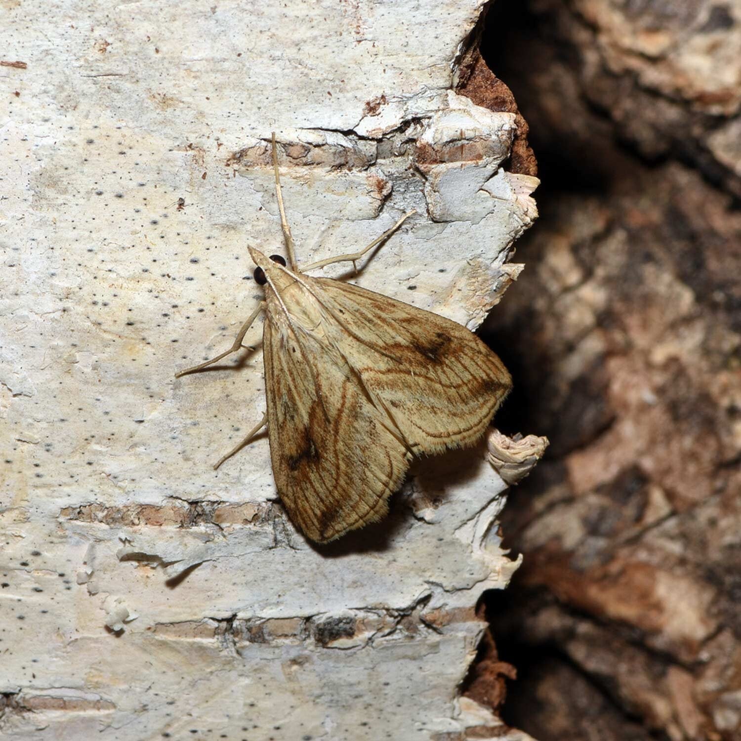 wir flattern auf heimische nachtfalter tagfalter raupen nahrungspflanzen österreich petra urbanek inge biller sabine gasparitz wirflatternauf bugs-team