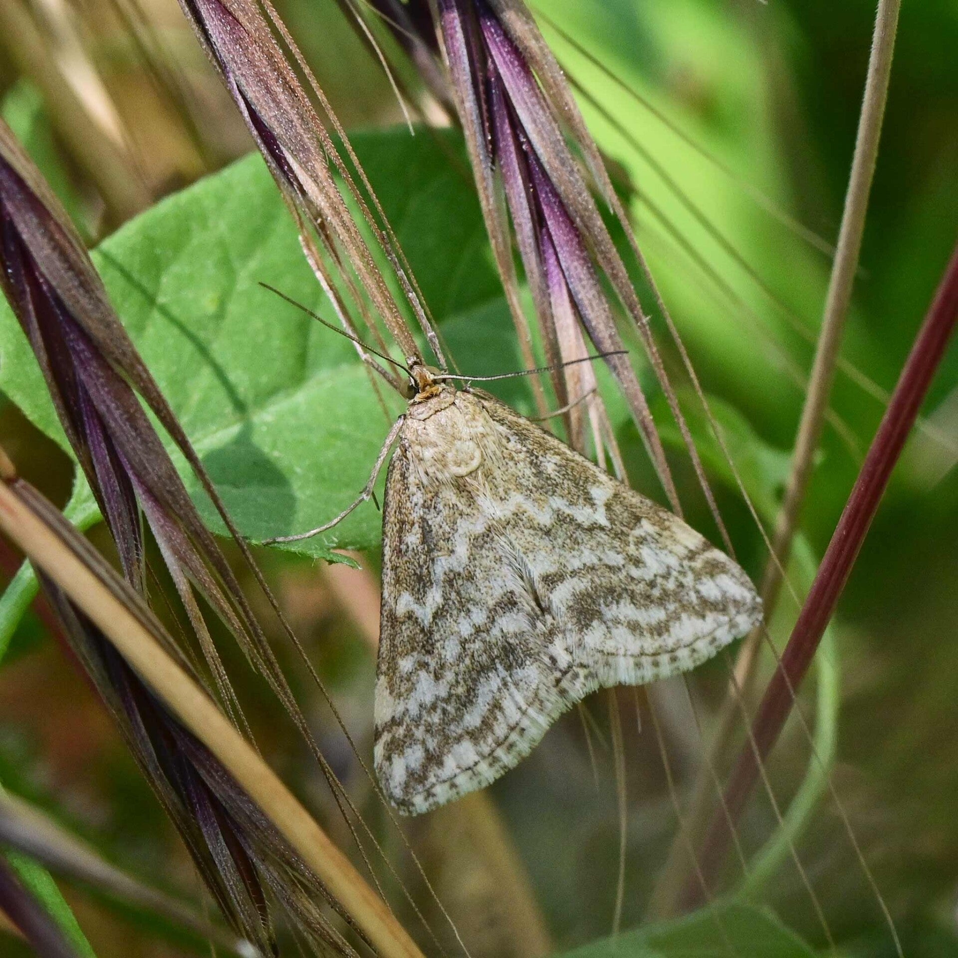 wir flattern auf heimische nachtfalter tagfalter raupen nahrungspflanzen österreich petra urbanek inge biller sabine gasparitz wirflatternauf bugs-team