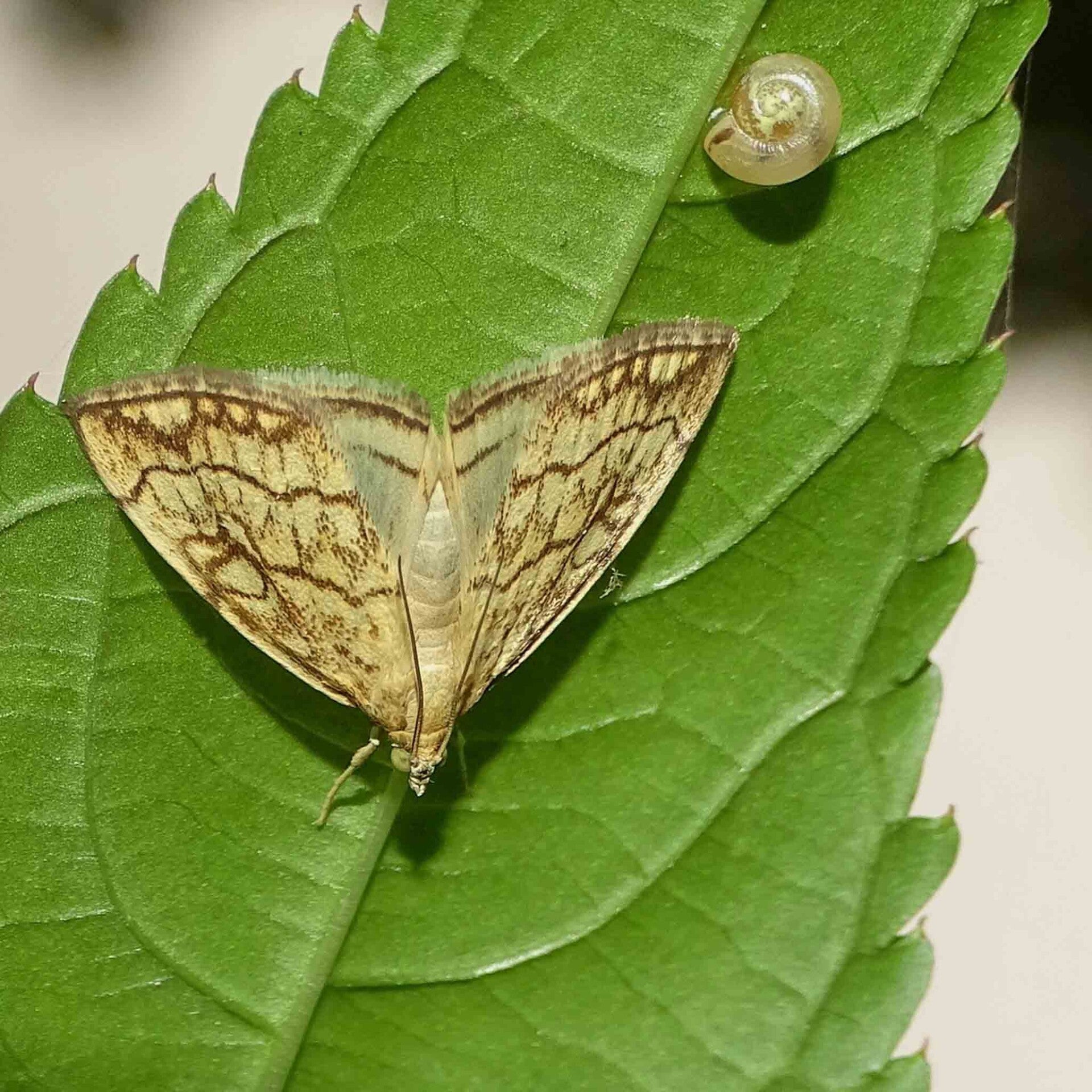 wir flattern auf heimische nachtfalter tagfalter raupen nahrungspflanzen österreich petra urbanek inge biller sabine gasparitz wirflatternauf bugs-team
