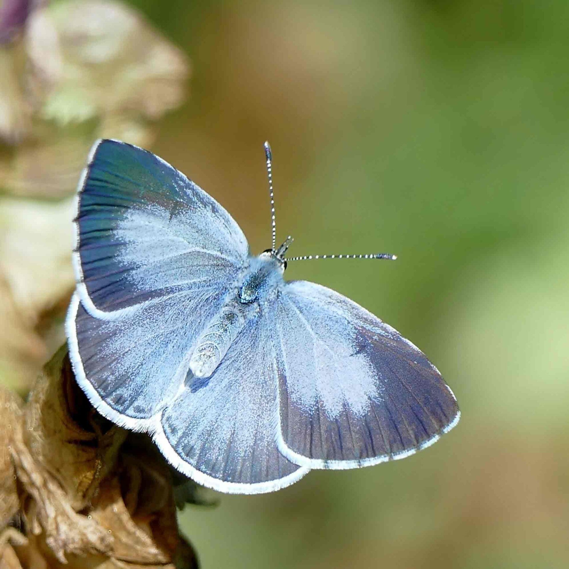Faulbaumbläuling Celastrina argiolus wir flattern auf heimische nachtfalter tagfalter raupen nahrungspflanzen österreich petra urbanek inge biller sabine gasparitz wirflatternauf bugs-team