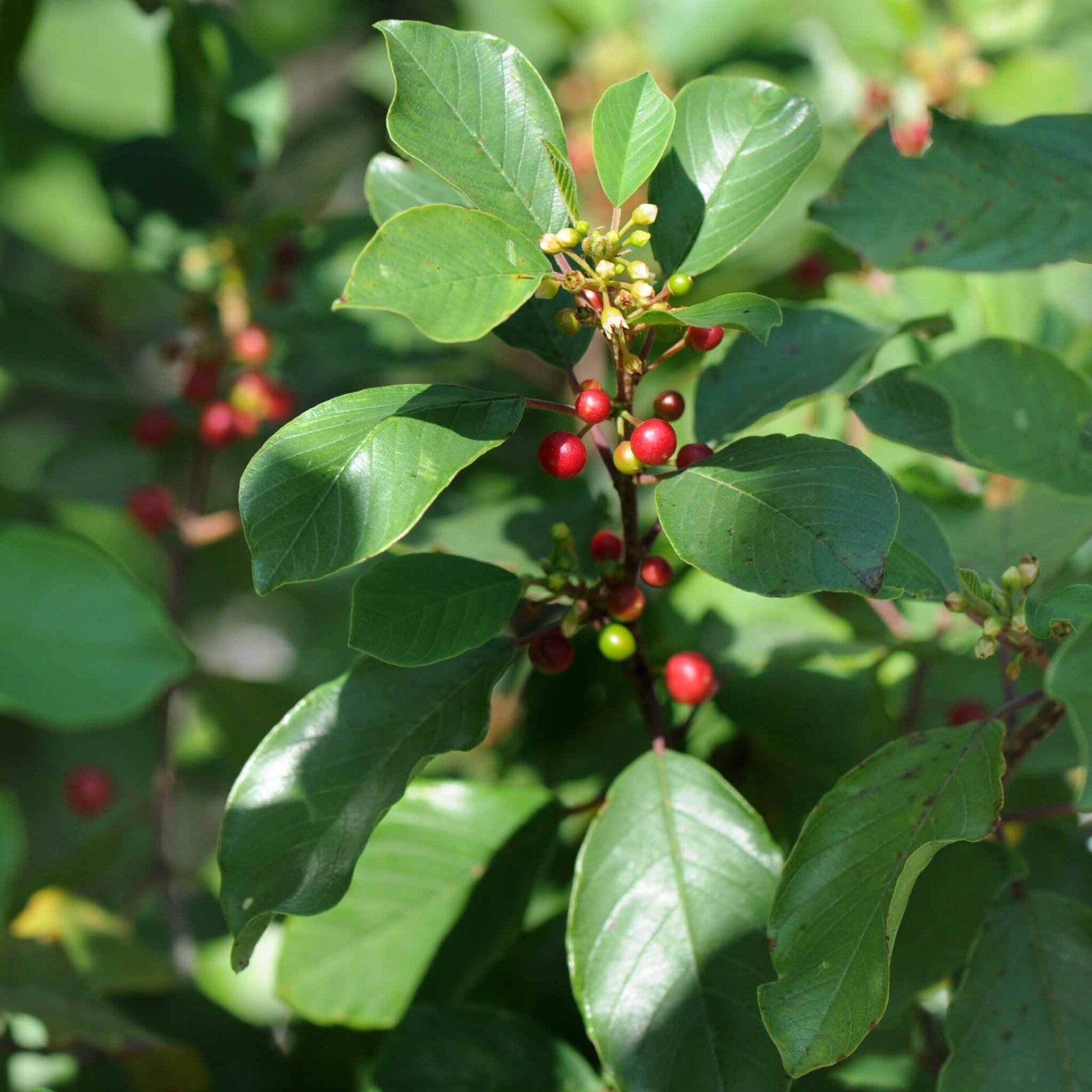 wir flattern auf heimische nachtfalter tagfalter raupen nahrungspflanzen österreich petra urbanek inge biller sabine gasparitz wirflatternauf bugs-team