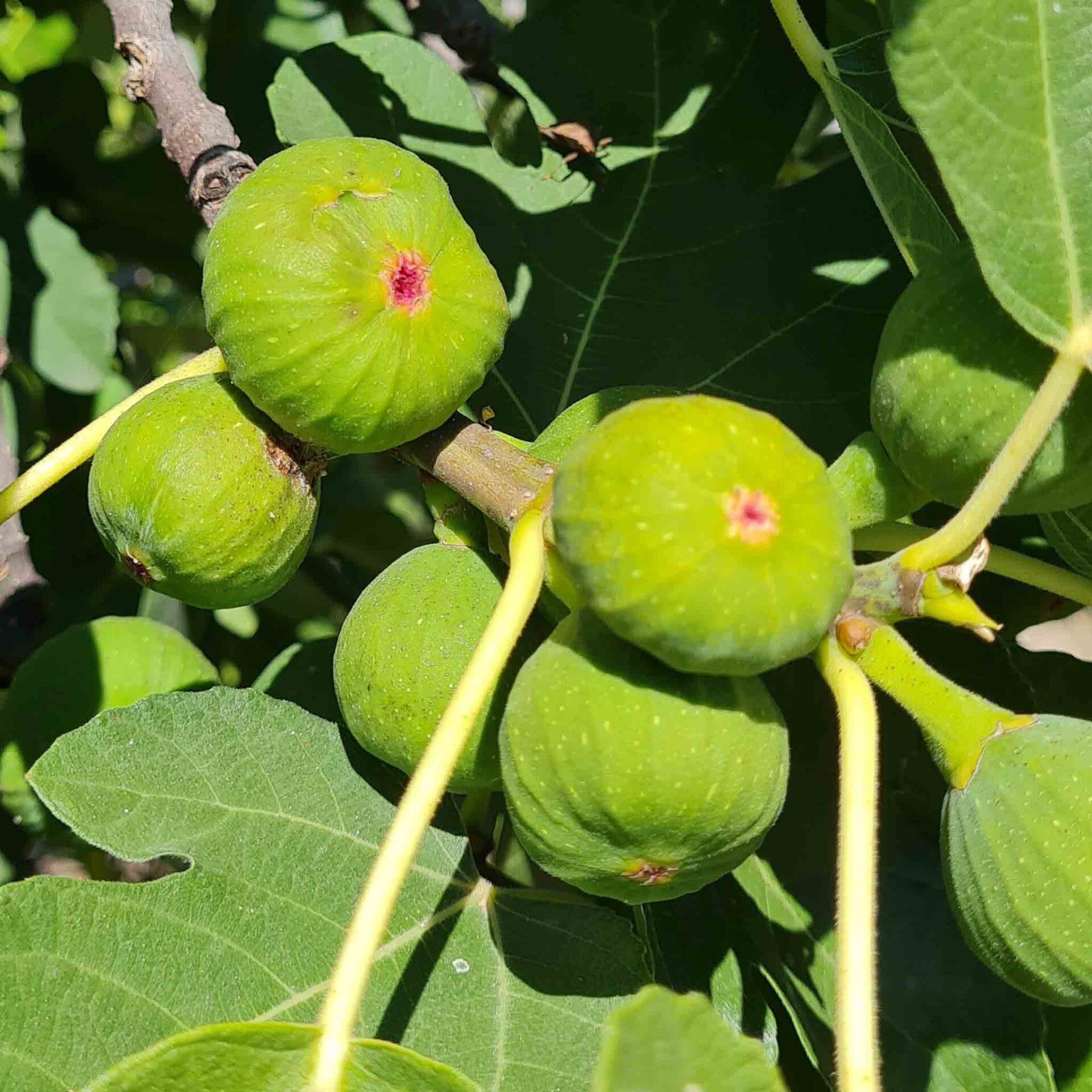 wir flattern auf heimische nachtfalter tagfalter raupen nahrungspflanzen österreich petra urbanek inge biller sabine gasparitz wirflatternauf bugs-team