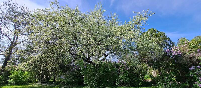 wir flattern auf heimische nachtfalter tagfalter raupen nahrungspflanzen österreich petra urbanek inge biller sabine gasparitz wirflatternauf bugs-team