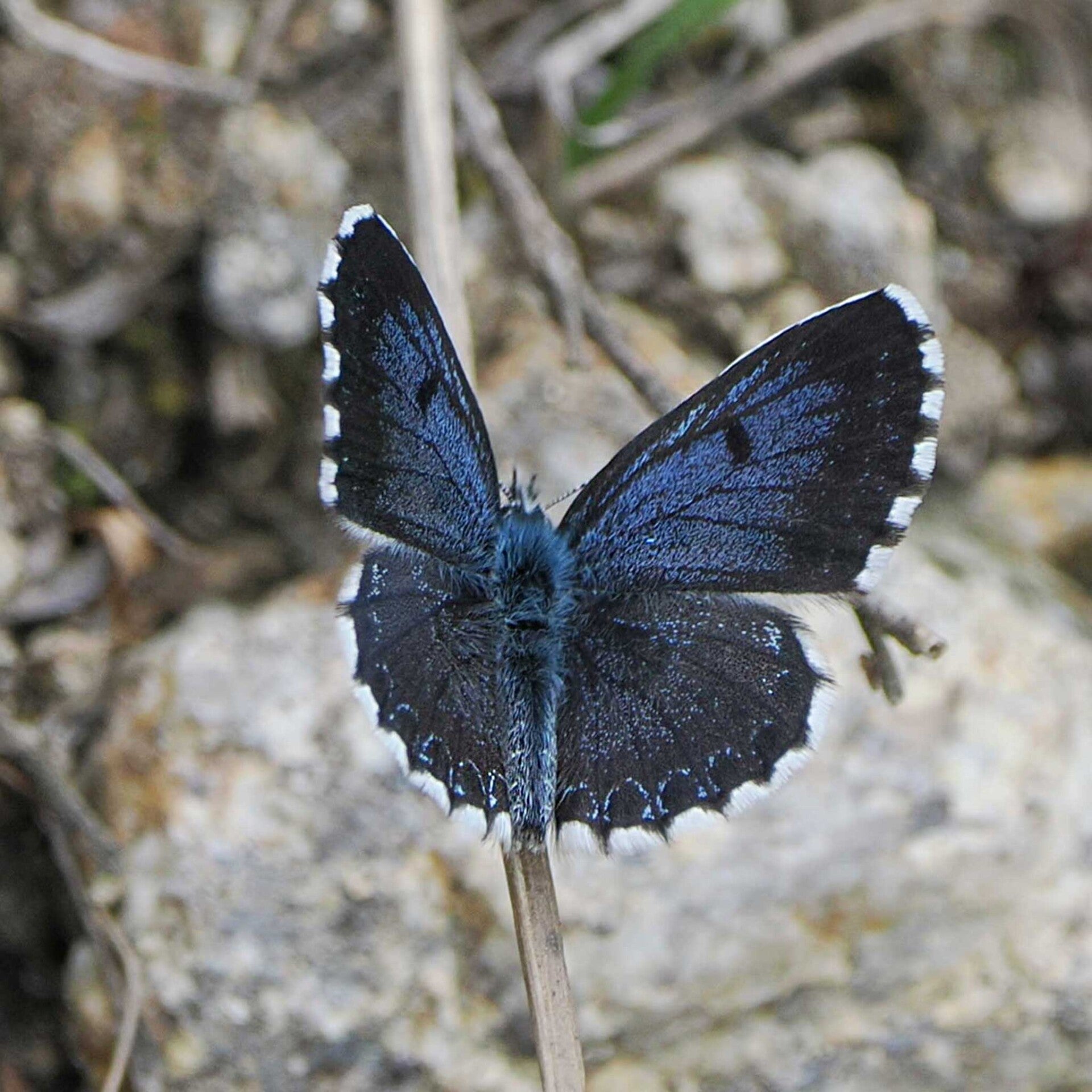 Fetthennen-Bläuling Scolitantides orion wir flattern auf heimische nachtfalter tagfalter raupen nahrungspflanzen österreich petra urbanek inge biller sabine gasparitz wirflatternauf bugs-team