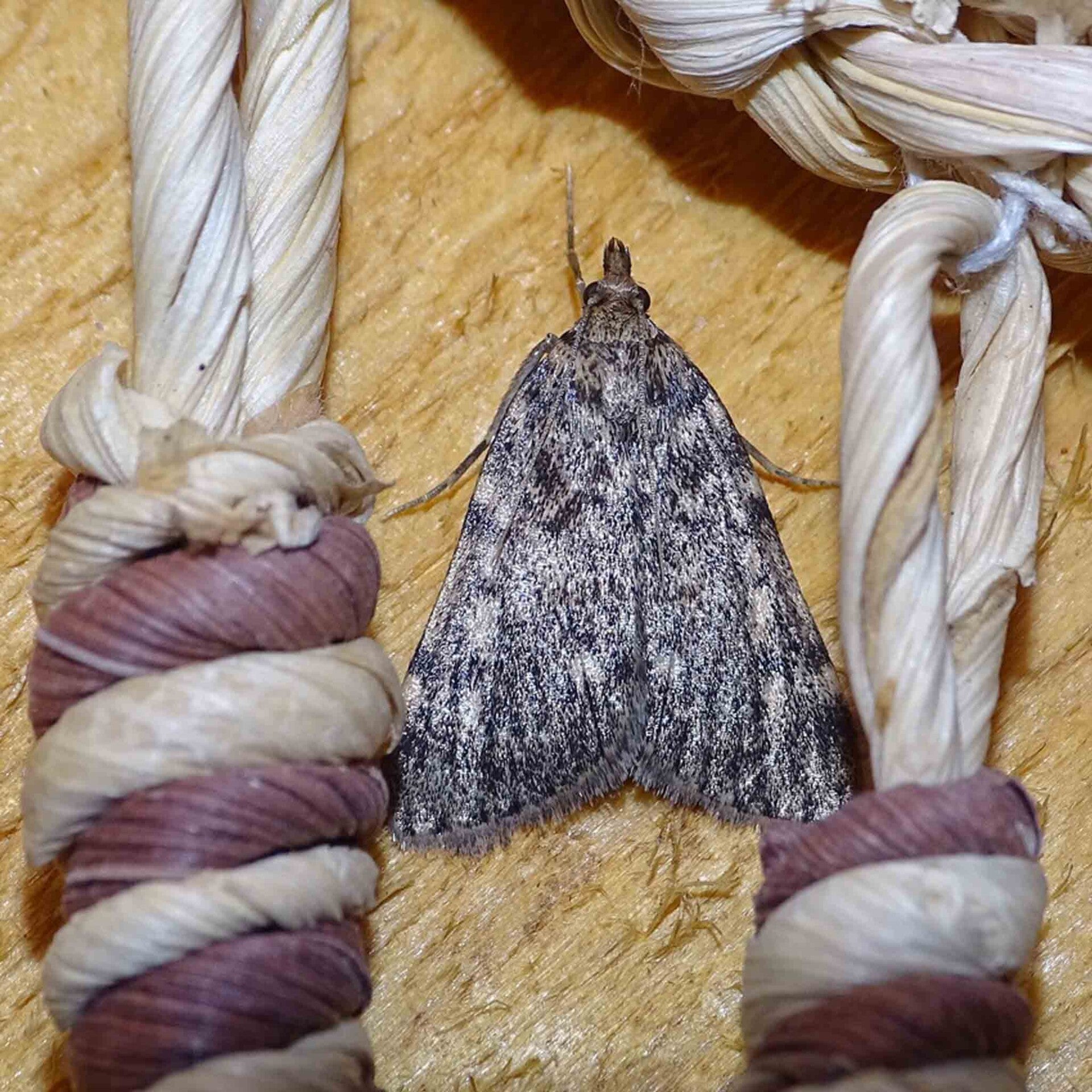 wir flattern auf heimische nachtfalter tagfalter raupen nahrungspflanzen österreich petra urbanek inge biller sabine gasparitz wirflatternauf bugs-team