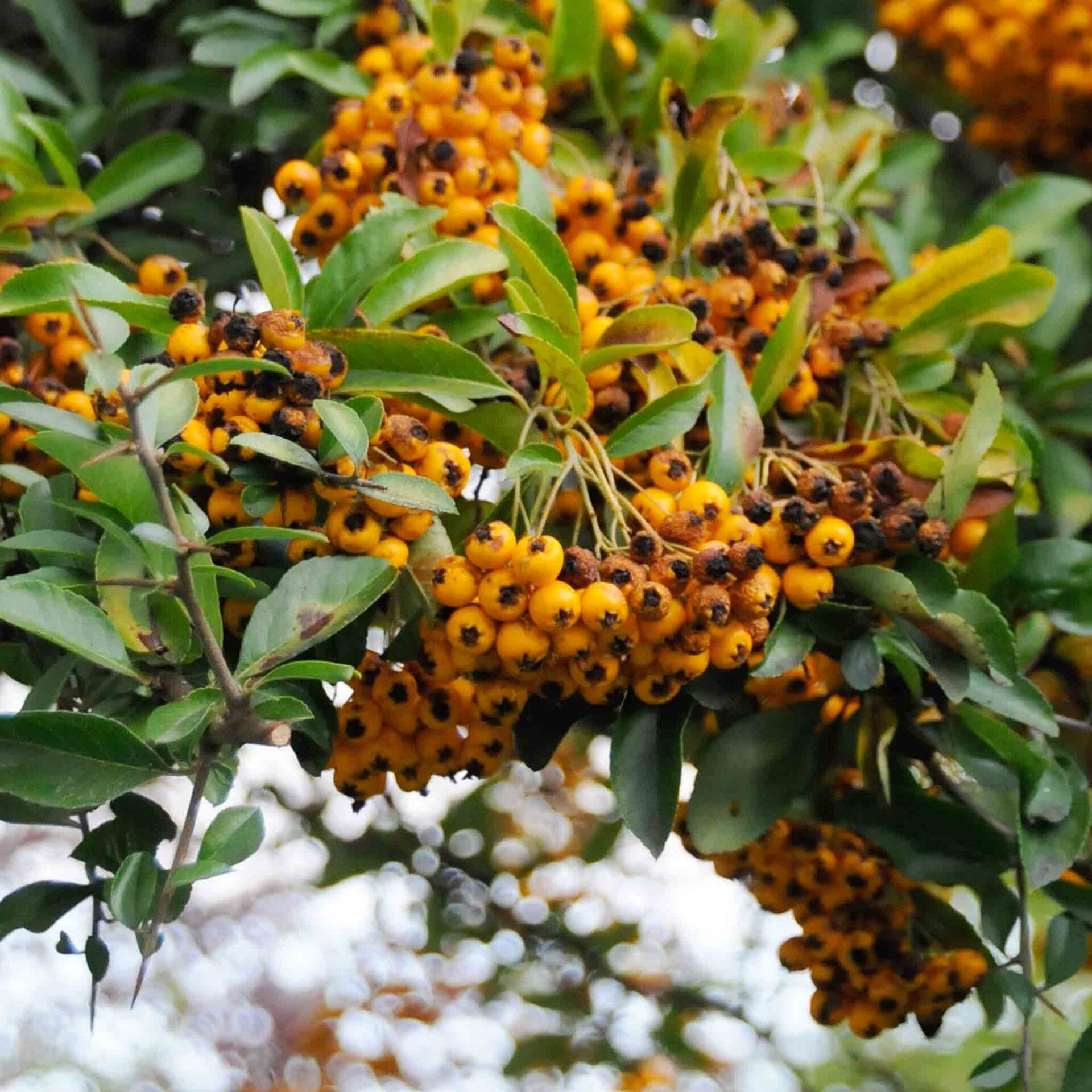 wir flattern auf heimische nachtfalter tagfalter raupen nahrungspflanzen österreich petra urbanek inge biller sabine gasparitz wirflatternauf bugs-team