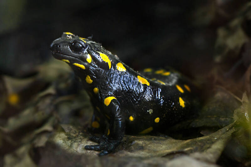 Feuersalamander