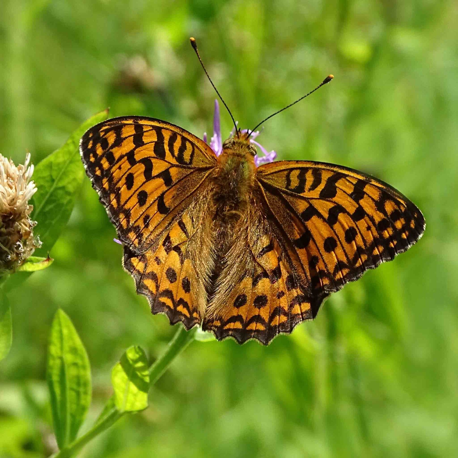 wir flattern auf heimische nachtfalter tagfalter raupen nahrungspflanzen österreich petra urbanek inge biller sabine gasparitz wirflatternauf bugs-team