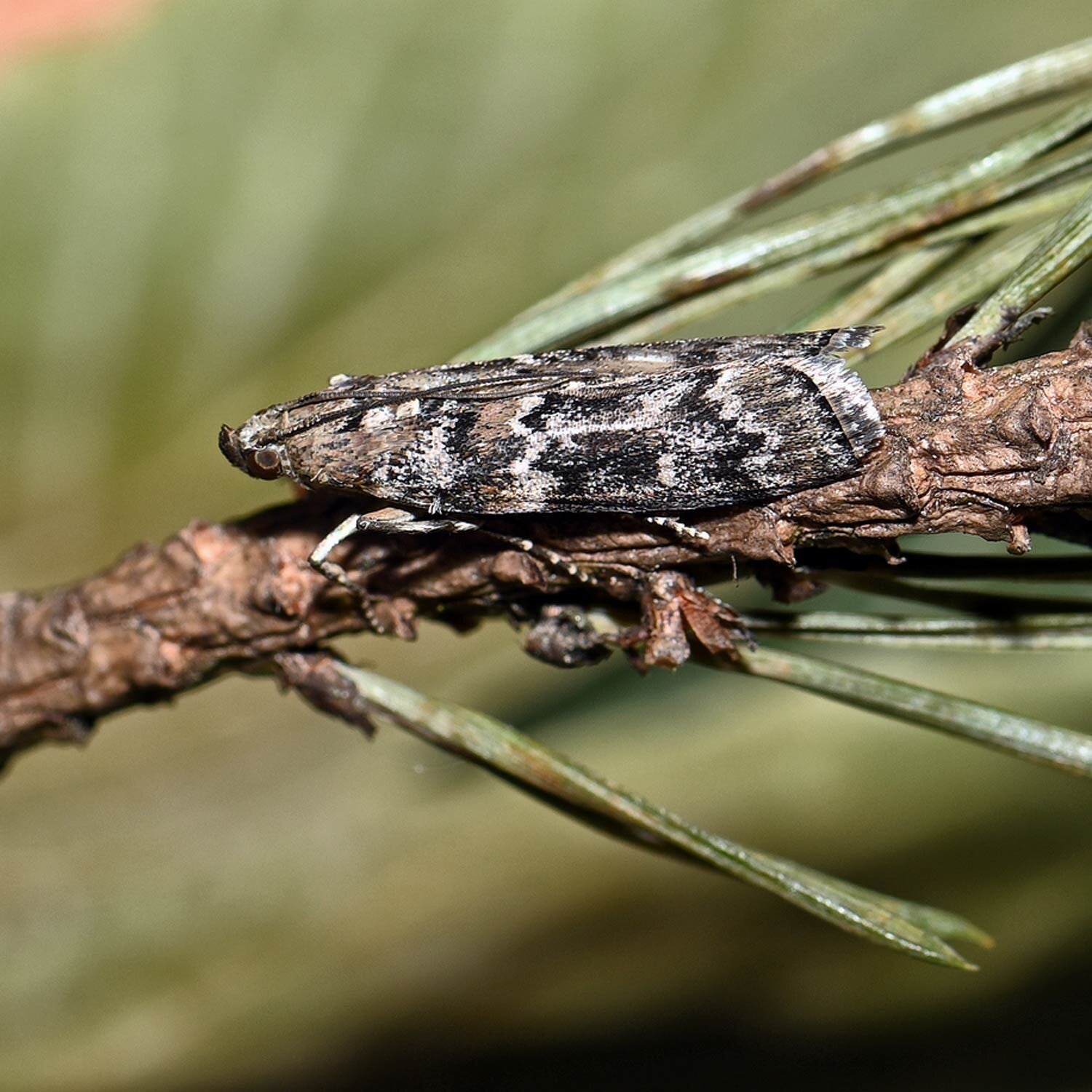 wir flattern auf heimische nachtfalter tagfalter raupen nahrungspflanzen österreich petra urbanek inge biller sabine gasparitz wirflatternauf bugs-team