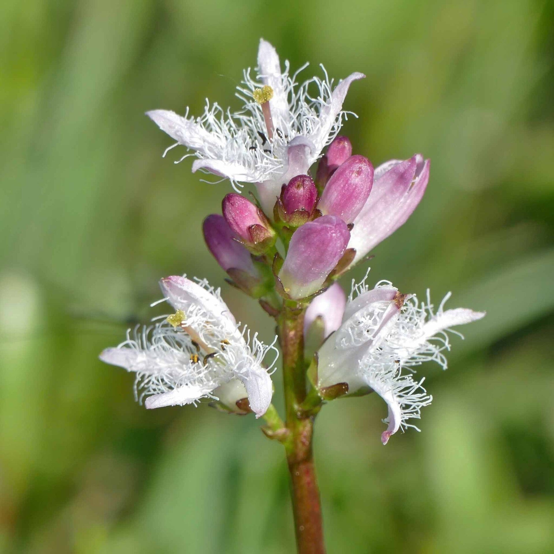 wir flattern auf heimische nachtfalter tagfalter raupen nahrungspflanzen österreich petra urbanek inge biller sabine gasparitz wirflatternauf bugs-team