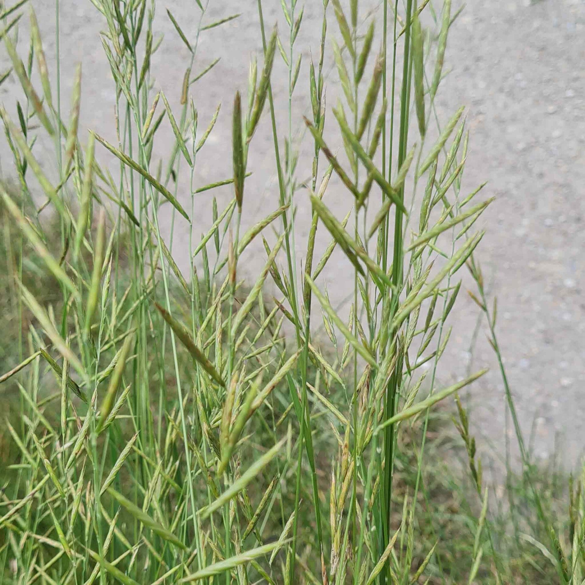 wir flattern auf heimische nachtfalter tagfalter raupen nahrungspflanzen österreich petra urbanek inge biller sabine gasparitz wirflatternauf bugs-team