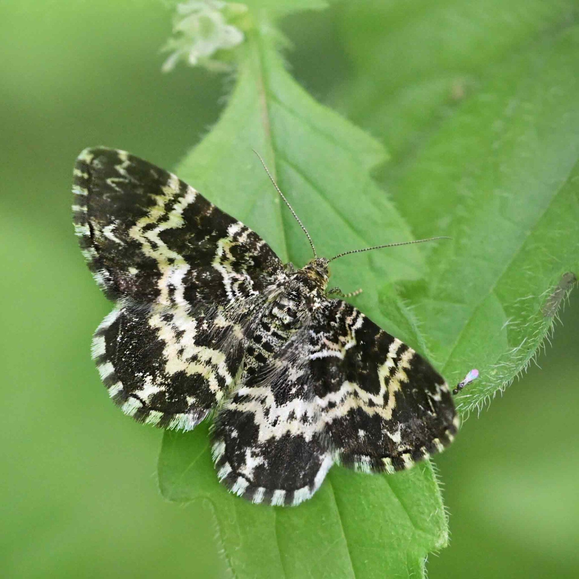 wir flattern auf heimische nachtfalter tagfalter raupen nahrungspflanzen österreich petra urbanek inge biller sabine gasparitz wirflatternauf bugs-team