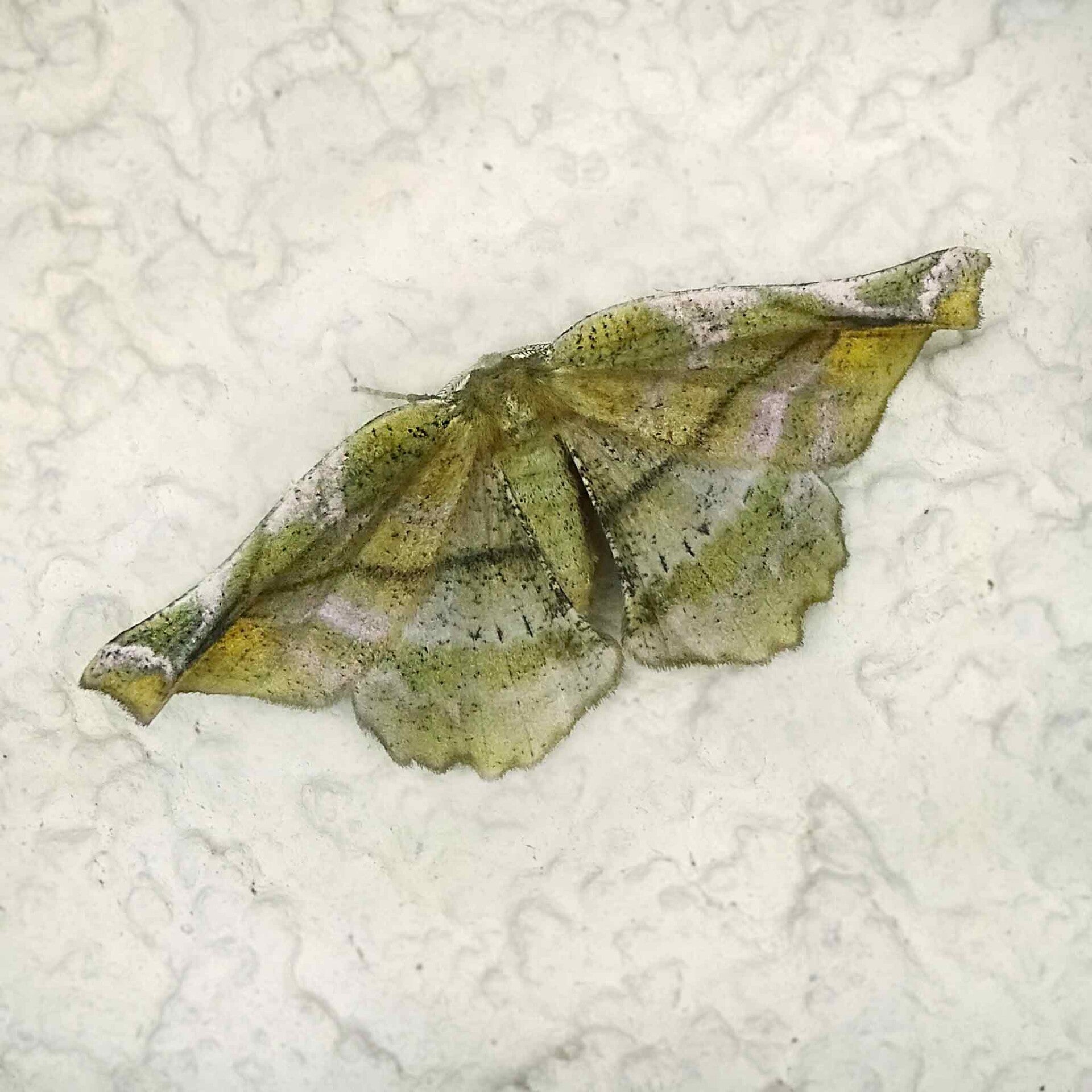 wir flattern auf heimische nachtfalter tagfalter raupen nahrungspflanzen österreich petra urbanek inge biller sabine gasparitz wirflatternauf bugs-team