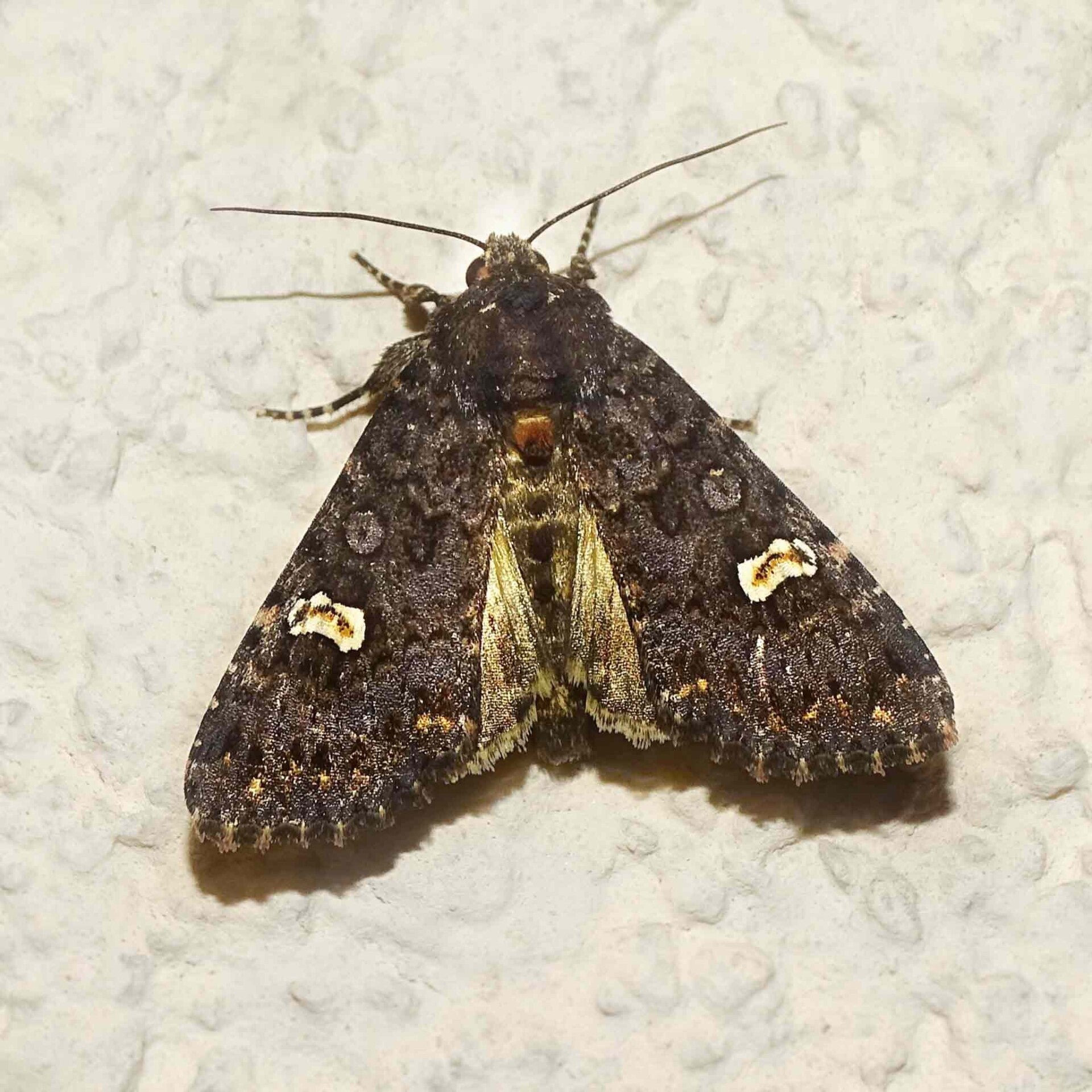 wir flattern auf heimische nachtfalter tagfalter raupen nahrungspflanzen österreich petra urbanek inge biller sabine gasparitz wirflatternauf bugs-team