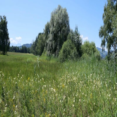 fu-acher-ried1_inge-standard.jpg