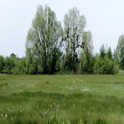 fu-acher-ried2_inge-standard.jpg