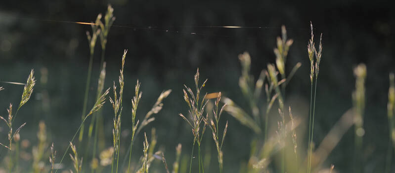 wir flattern auf heimische nachtfalter tagfalter raupen nahrungspflanzen österreich petra urbanek inge biller sabine gasparitz wirflatternauf bugs-team