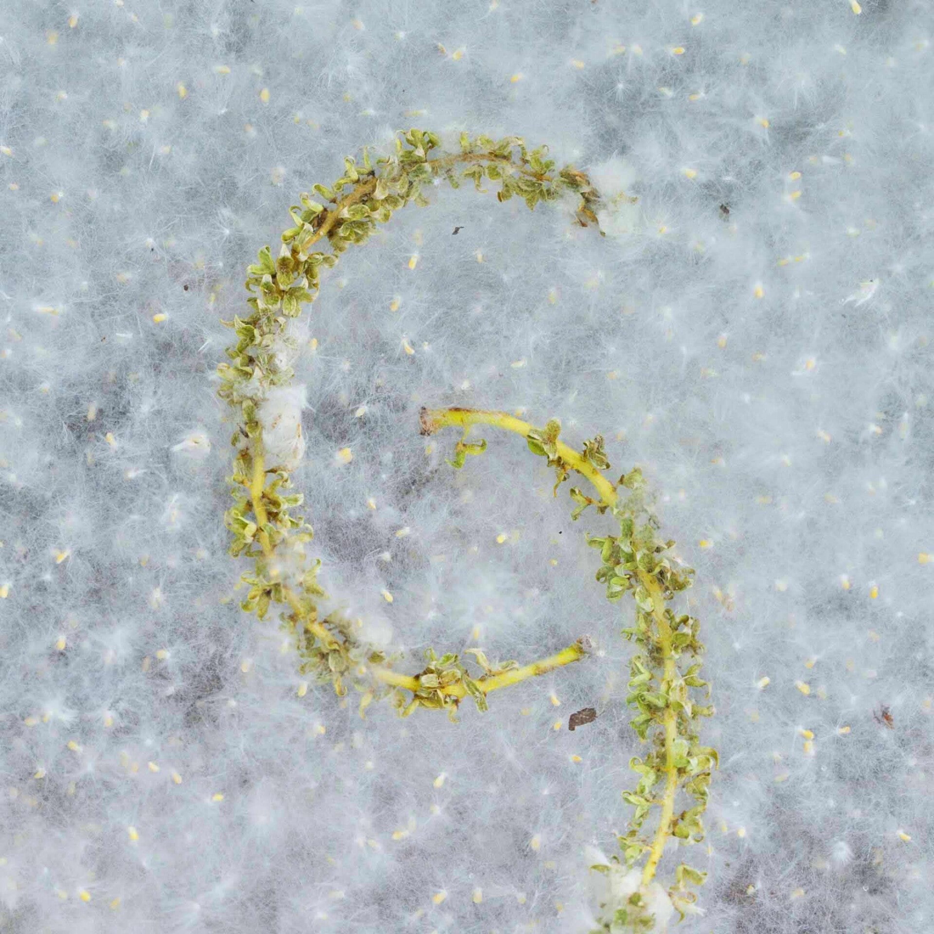 wir flattern auf heimische nachtfalter tagfalter raupen nahrungspflanzen österreich petra urbanek inge biller sabine gasparitz wirflatternauf bugs-team