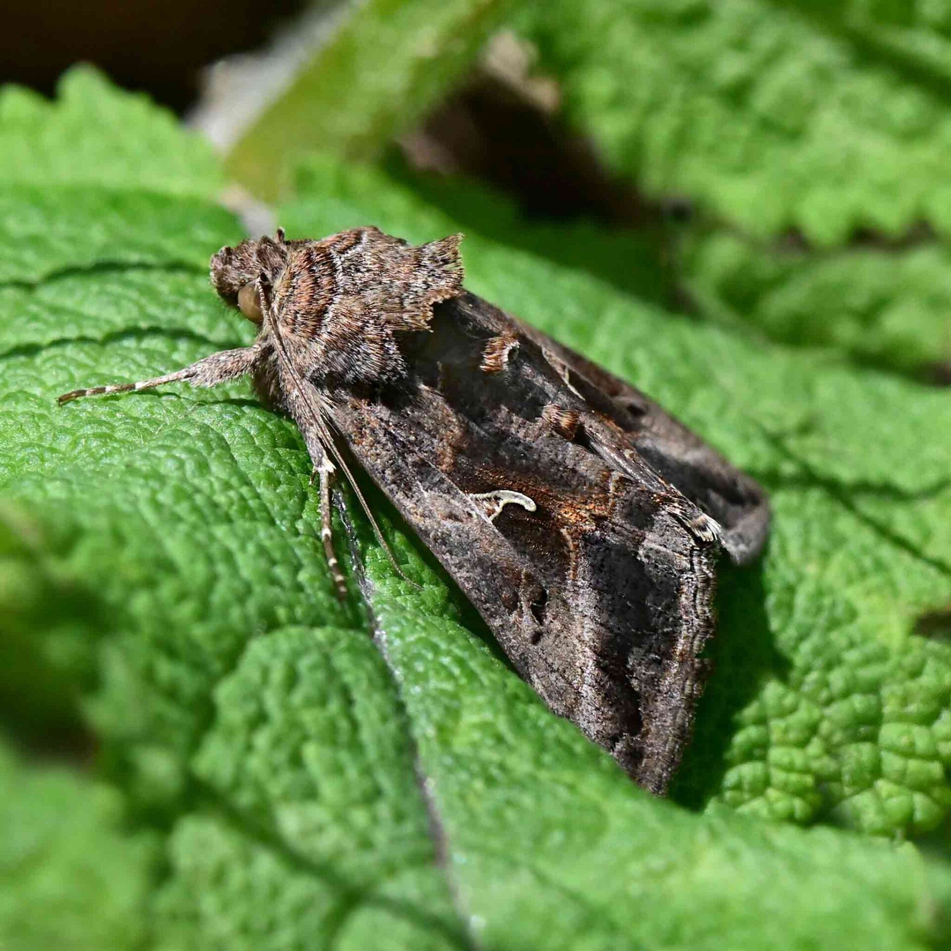 wir flattern auf heimische nachtfalter tagfalter raupen nahrungspflanzen österreich petra urbanek inge biller sabine gasparitz wirflatternauf bugs-team