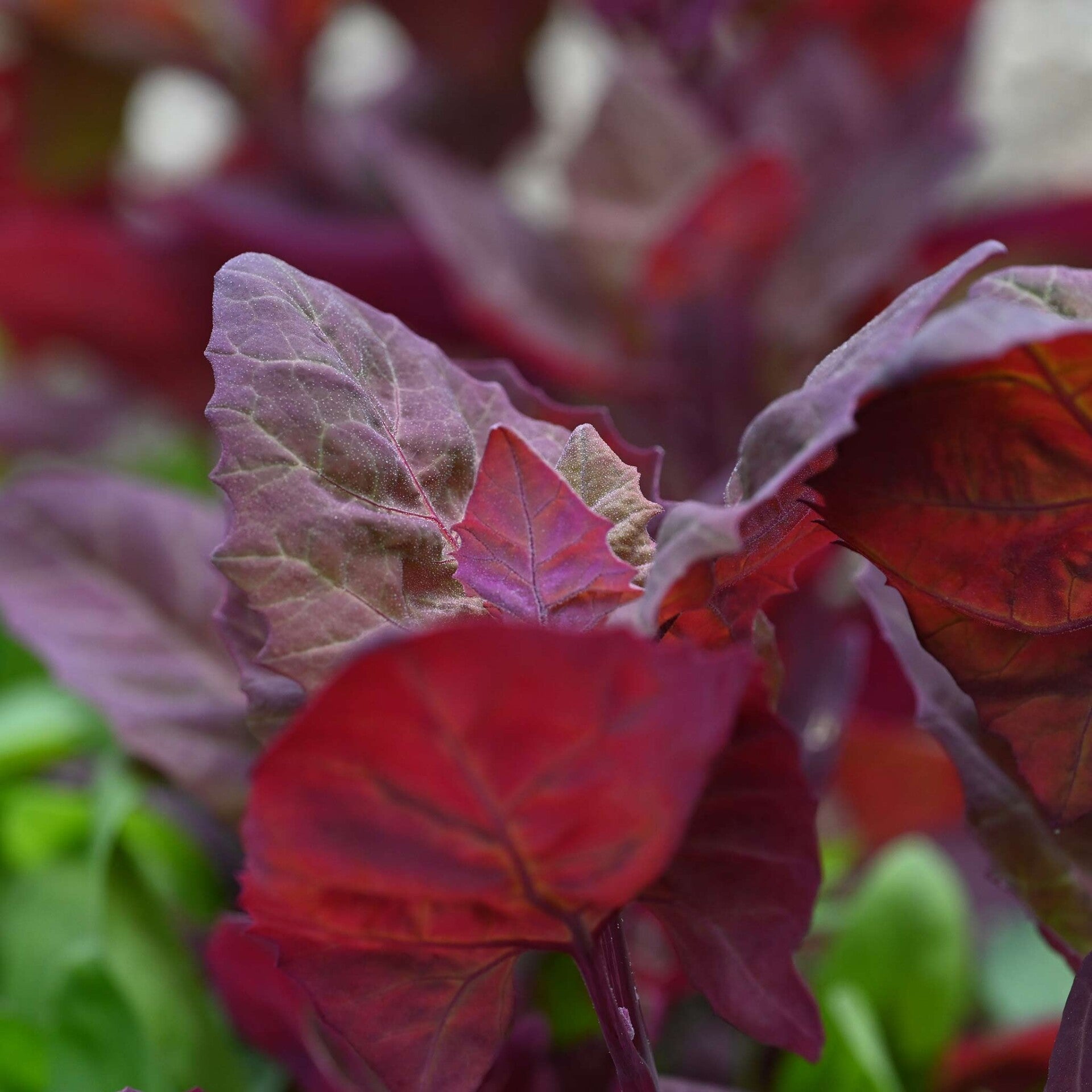 wir flattern auf heimische nachtfalter tagfalter raupen nahrungspflanzen österreich petra urbanek inge biller sabine gasparitz wirflatternauf bugs-team