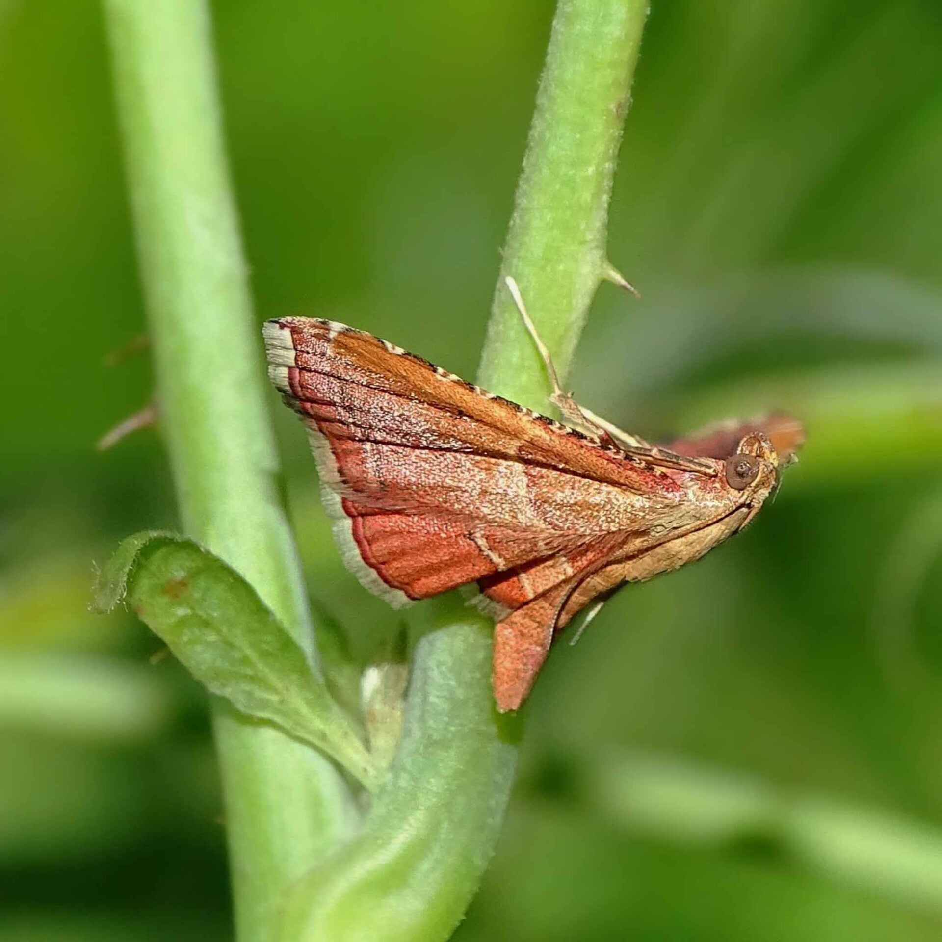 wir flattern auf heimische nachtfalter tagfalter raupen nahrungspflanzen österreich petra urbanek inge biller sabine gasparitz wirflatternauf bugs-team