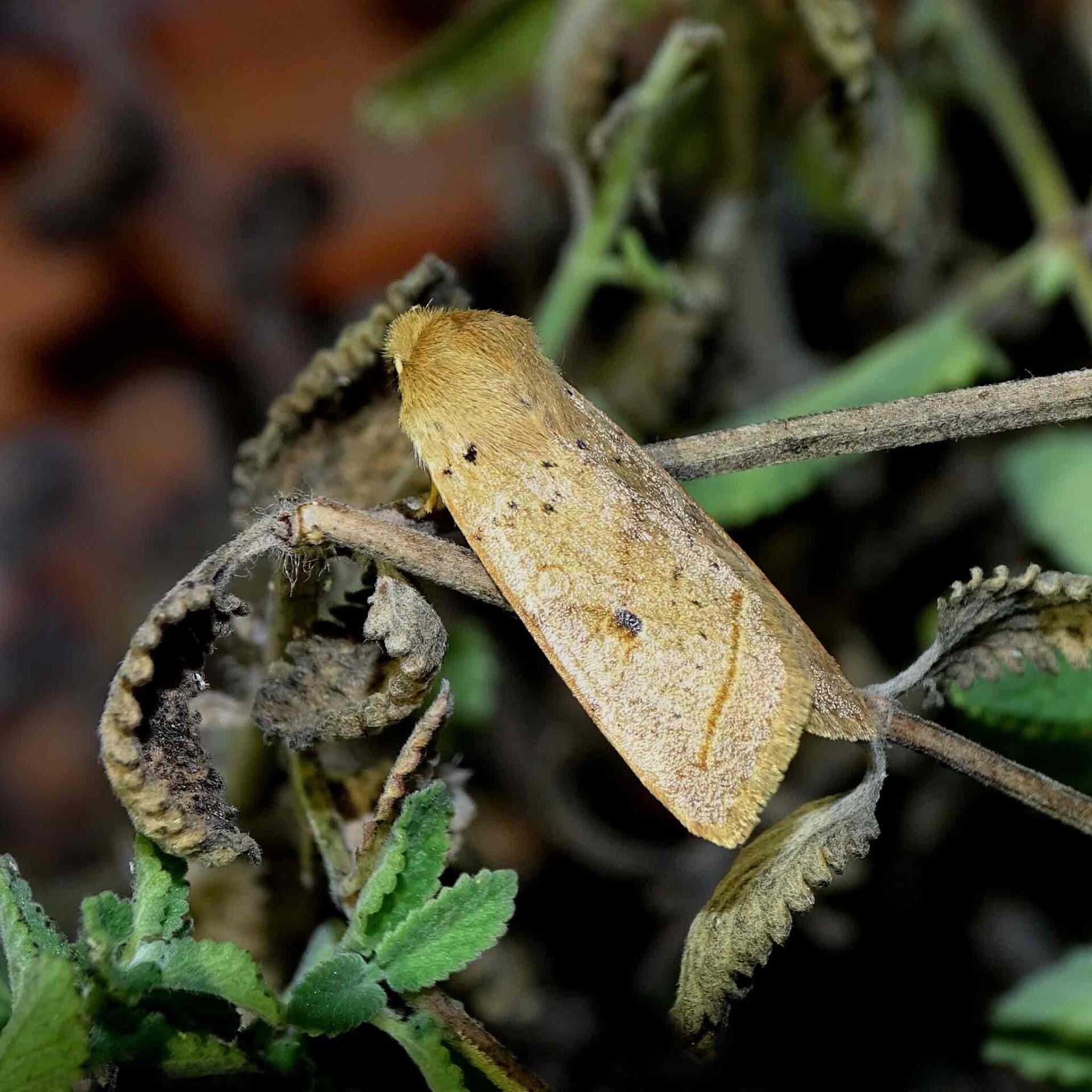 wir flattern auf heimische nachtfalter tagfalter raupen nahrungspflanzen österreich petra urbanek inge biller sabine gasparitz wirflatternauf bugs-team