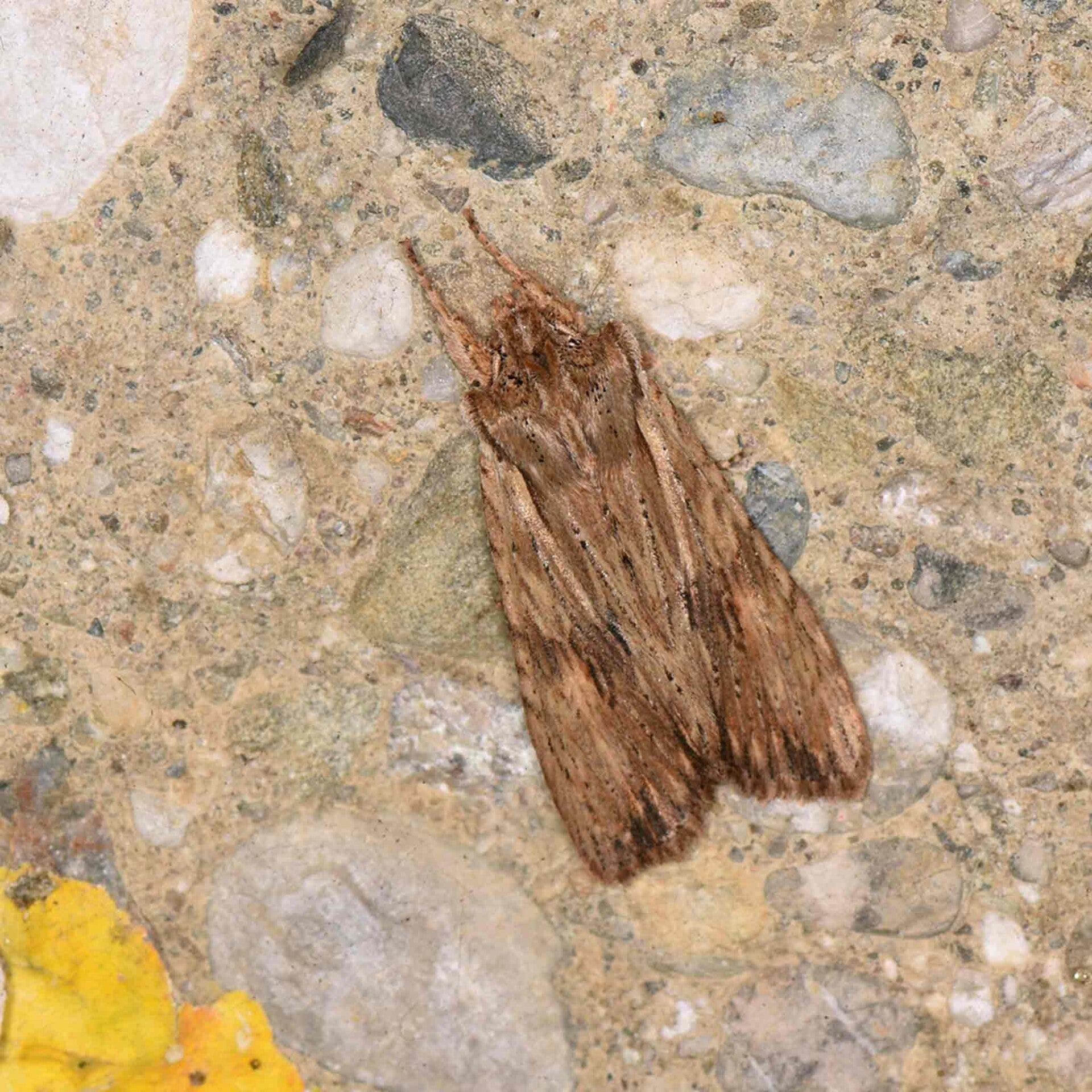 wir flattern auf heimische nachtfalter tagfalter raupen nahrungspflanzen österreich petra urbanek inge biller sabine gasparitz wirflatternauf bugs-team