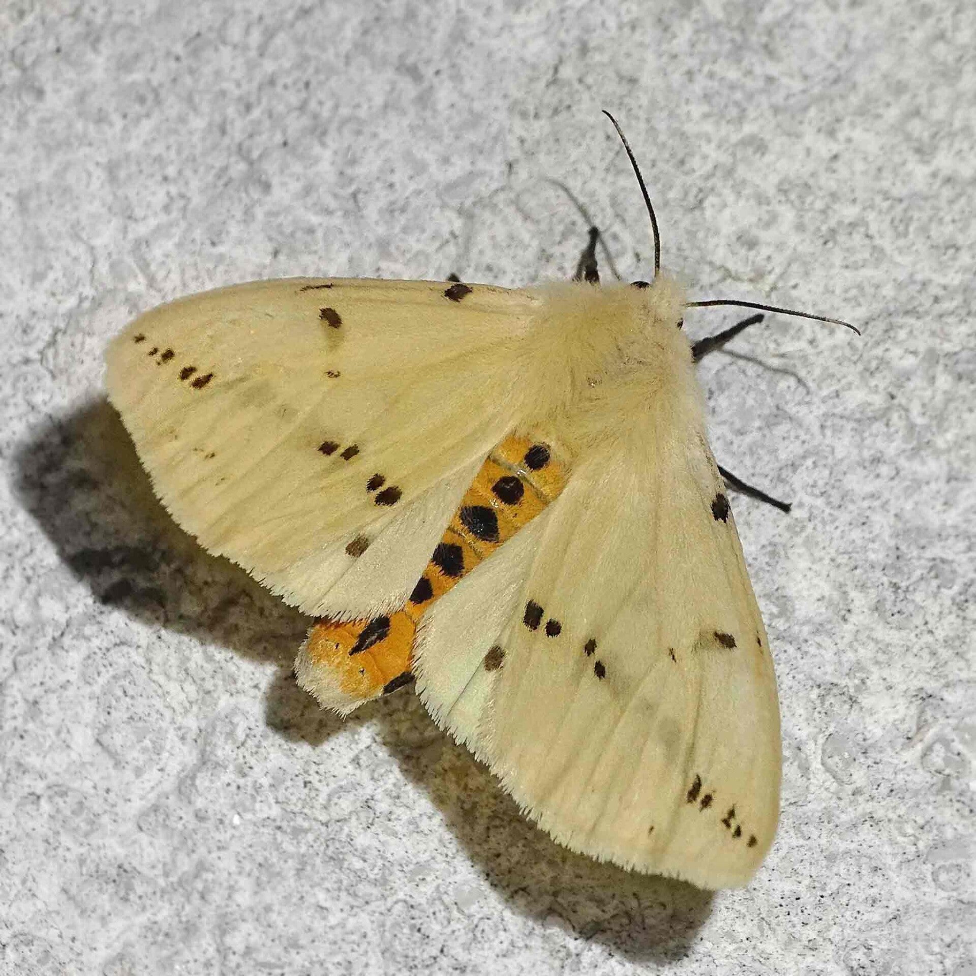 wir flattern auf heimische nachtfalter tagfalter raupen nahrungspflanzen österreich petra urbanek inge biller sabine gasparitz wirflatternauf bugs-team