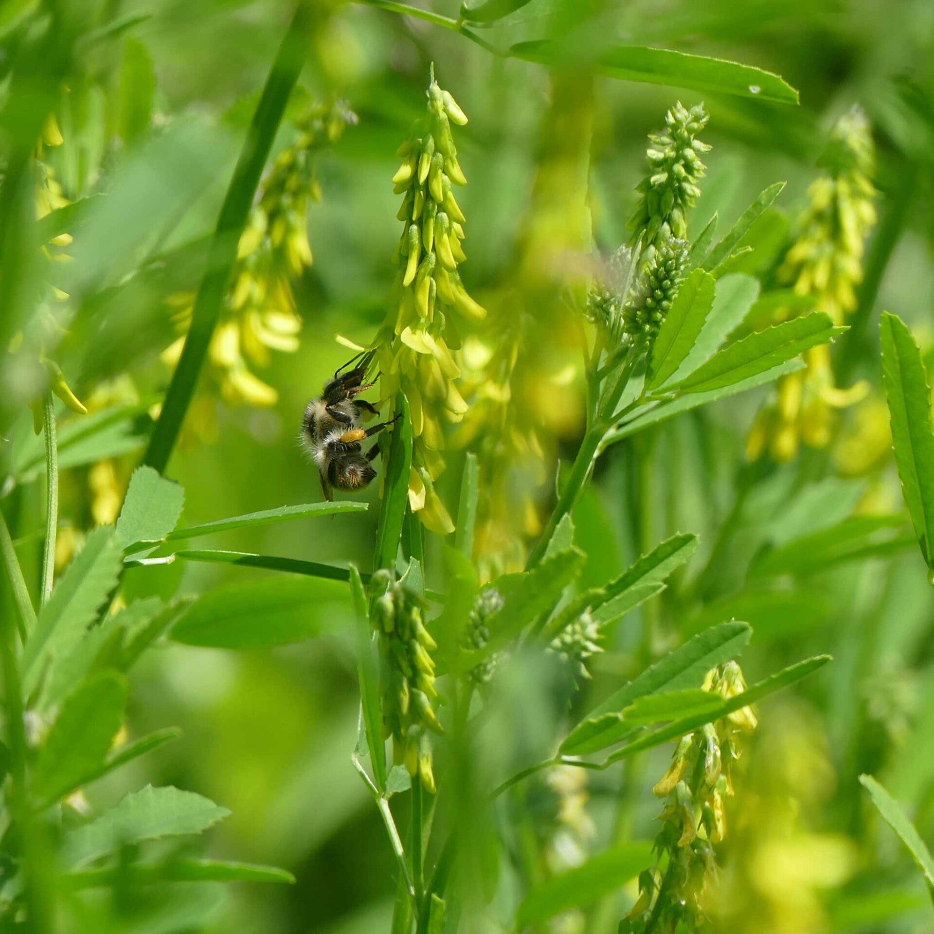 wir flattern auf heimische nachtfalter tagfalter raupen nahrungspflanzen österreich petra urbanek inge biller sabine gasparitz wirflatternauf bugs-team