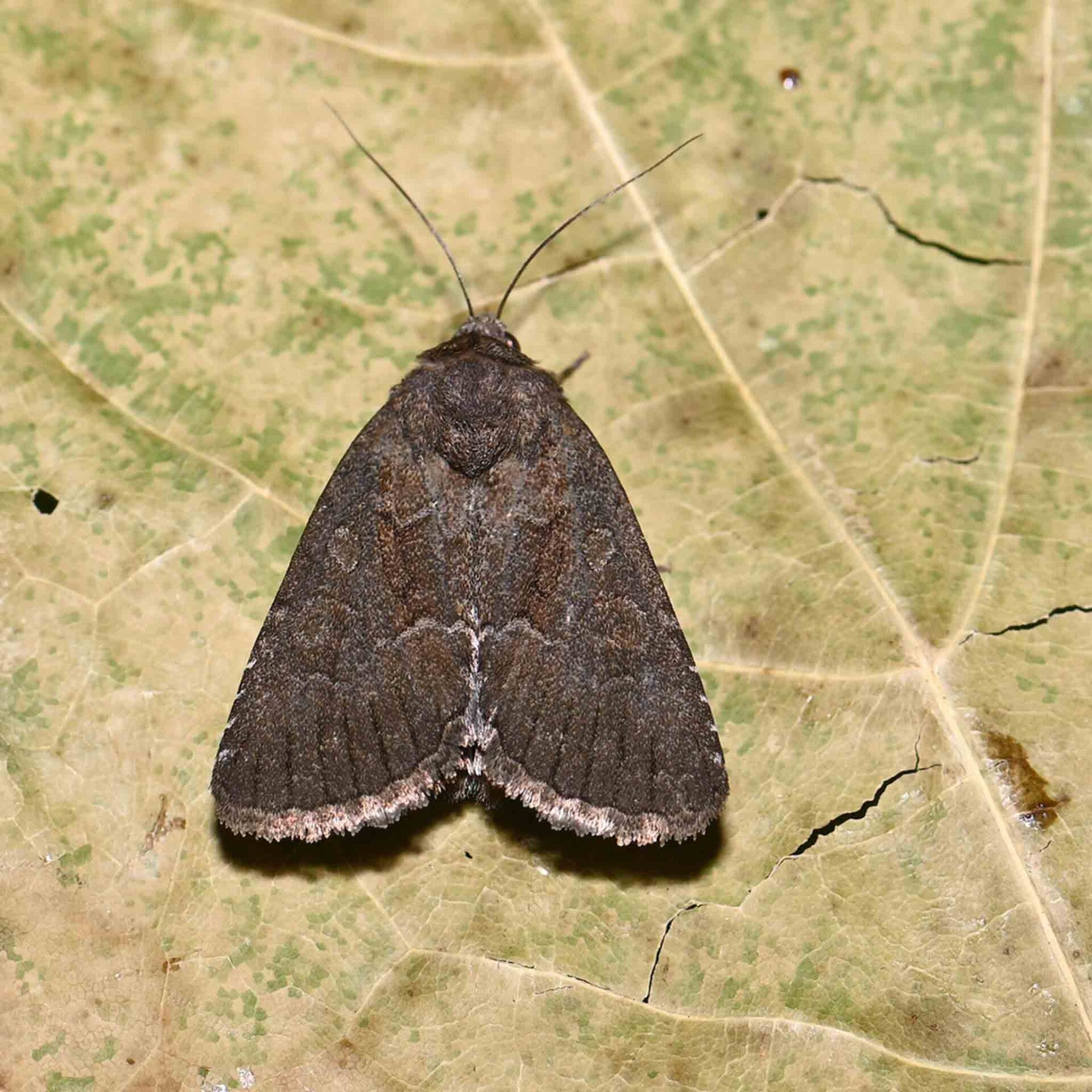 wir flattern auf heimische nachtfalter tagfalter raupen nahrungspflanzen österreich petra urbanek inge biller sabine gasparitz wirflatternauf bugs-team
