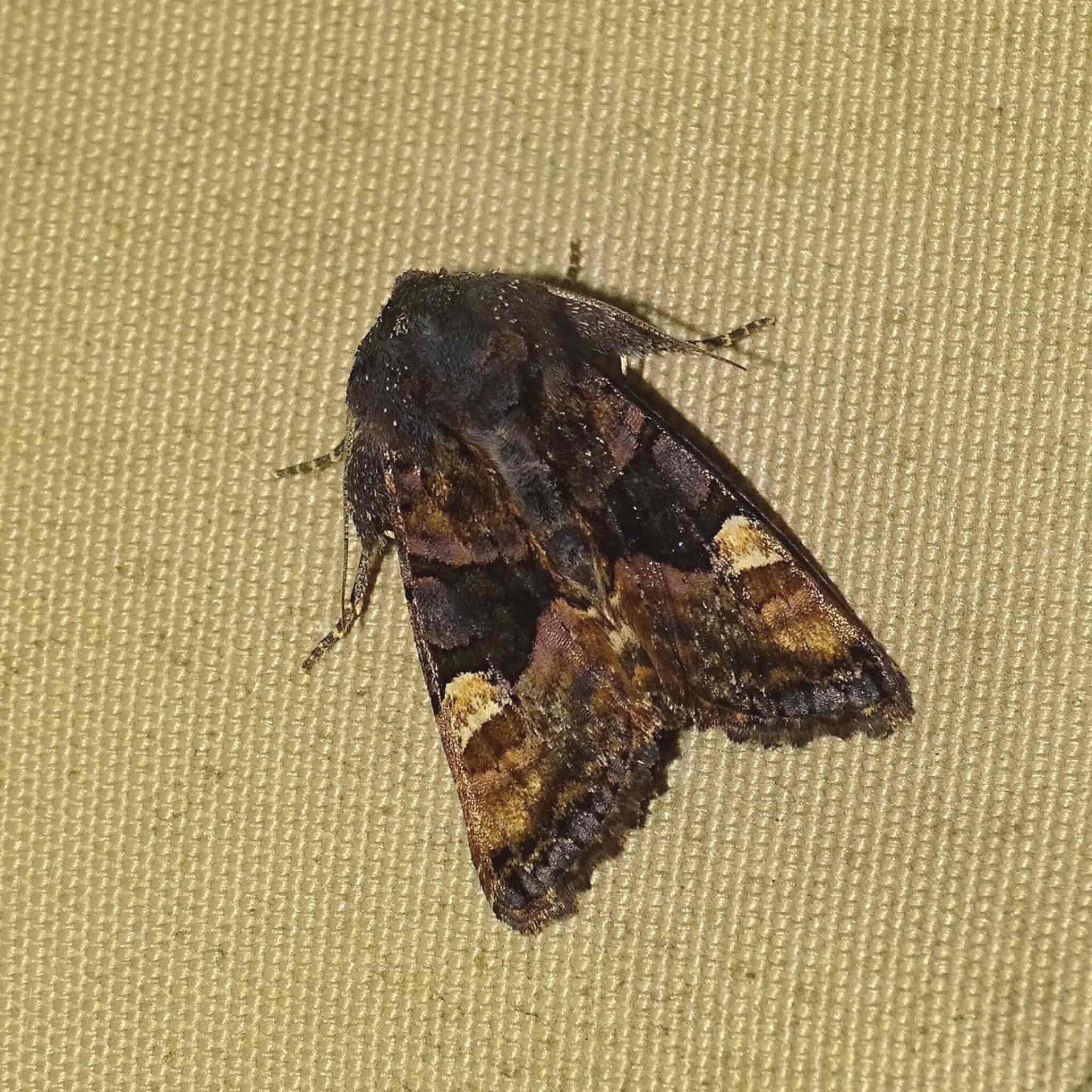 wir flattern auf heimische nachtfalter tagfalter raupen nahrungspflanzen österreich petra urbanek inge biller sabine gasparitz wirflatternauf bugs-team