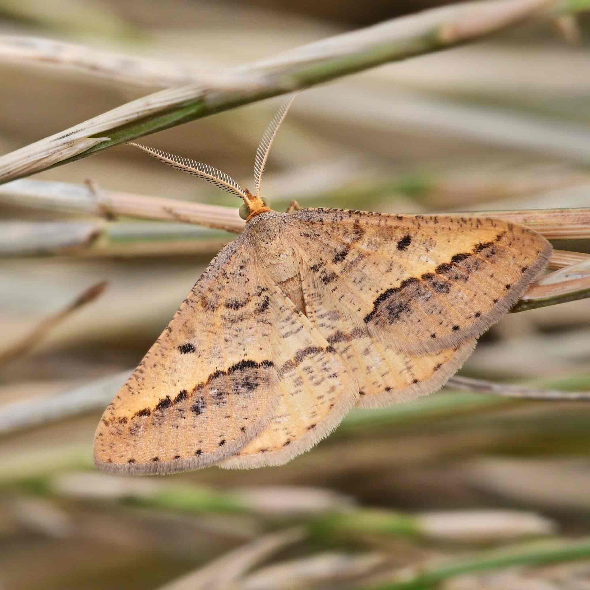 wir flattern auf heimische nachtfalter tagfalter raupen nahrungspflanzen österreich petra urbanek inge biller sabine gasparitz wirflatternauf bugs-team