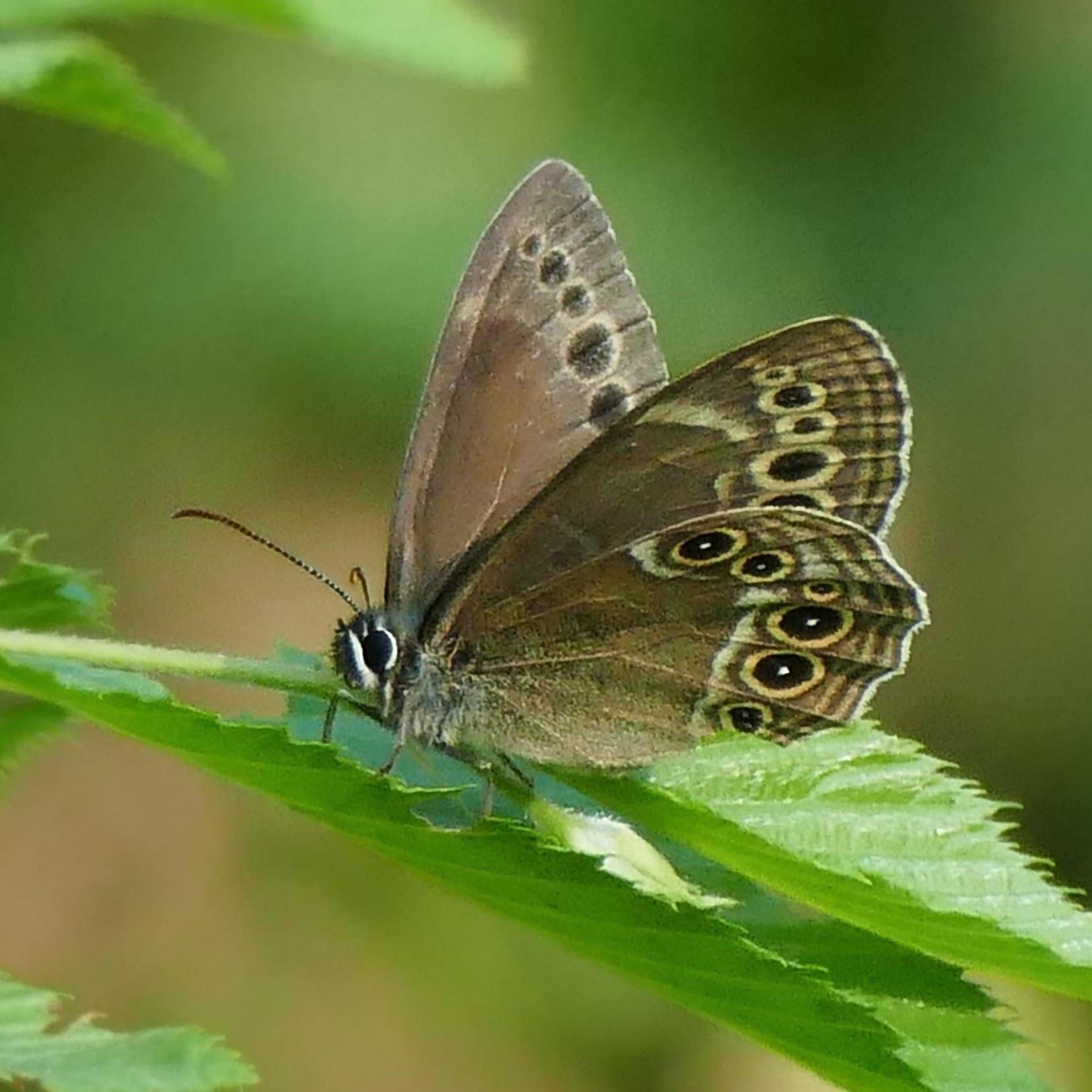 wir flattern auf heimische nachtfalter tagfalter raupen nahrungspflanzen österreich petra urbanek inge biller sabine gasparitz wirflatternauf bugs-team