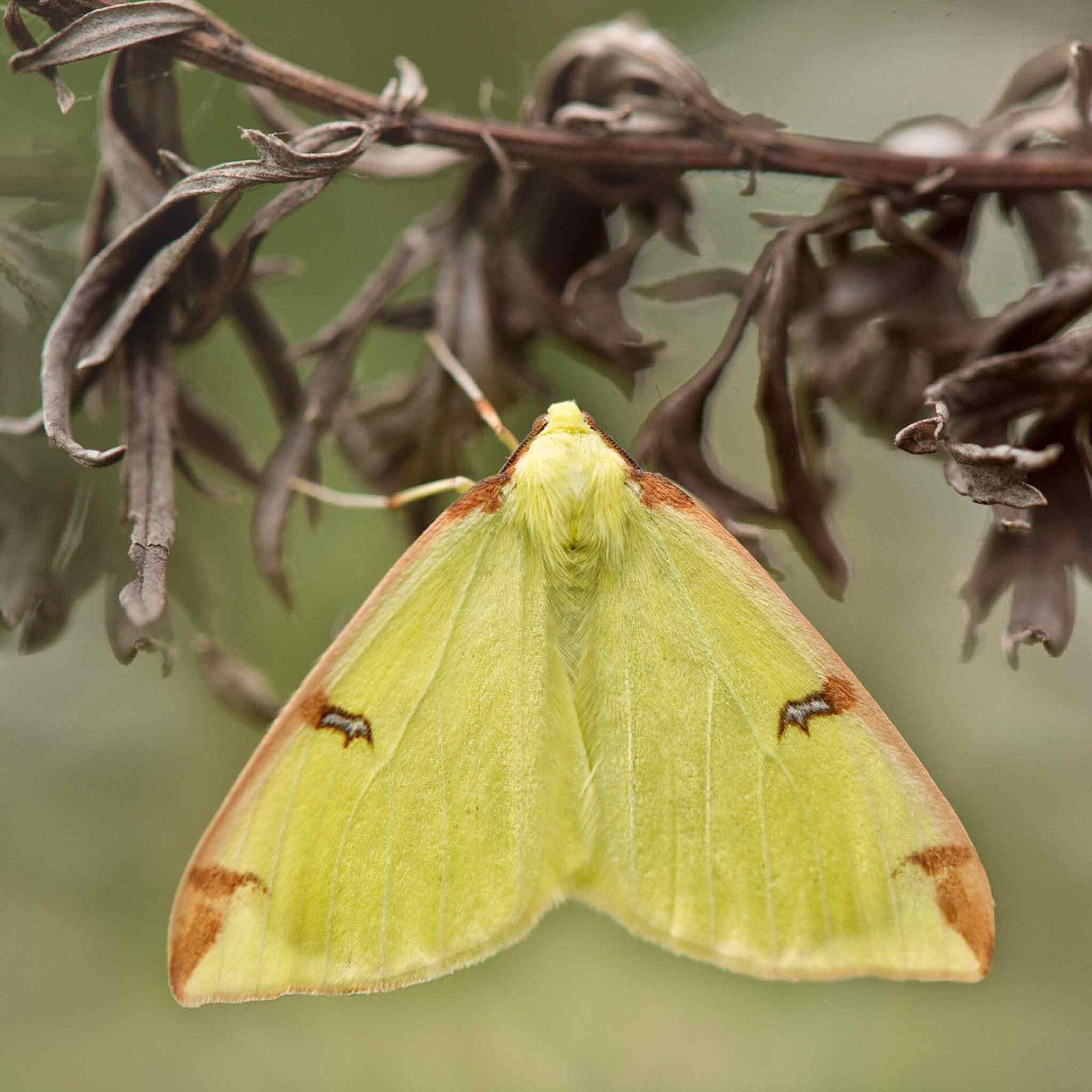 wir flattern auf heimische nachtfalter tagfalter raupen nahrungspflanzen österreich petra urbanek inge biller sabine gasparitz wirflatternauf bugs-team