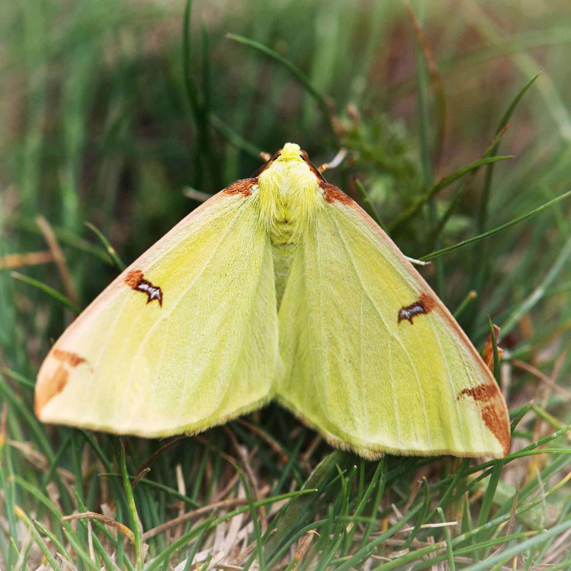 wir flattern auf heimische nachtfalter tagfalter raupen nahrungspflanzen österreich petra urbanek inge biller sabine gasparitz wirflatternauf bugs-team