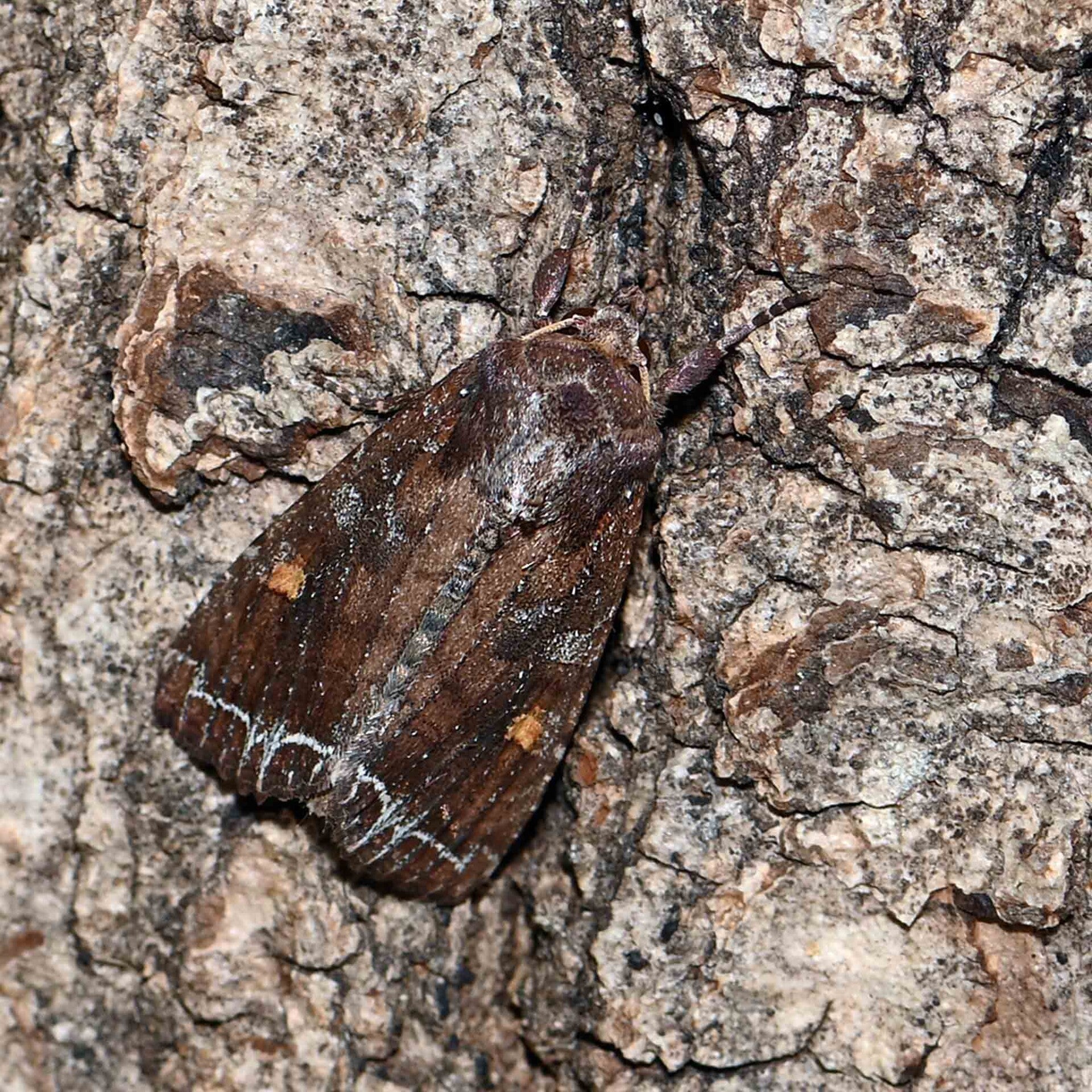 wir flattern auf heimische nachtfalter tagfalter raupen nahrungspflanzen österreich petra urbanek inge biller sabine gasparitz wirflatternauf bugs-team