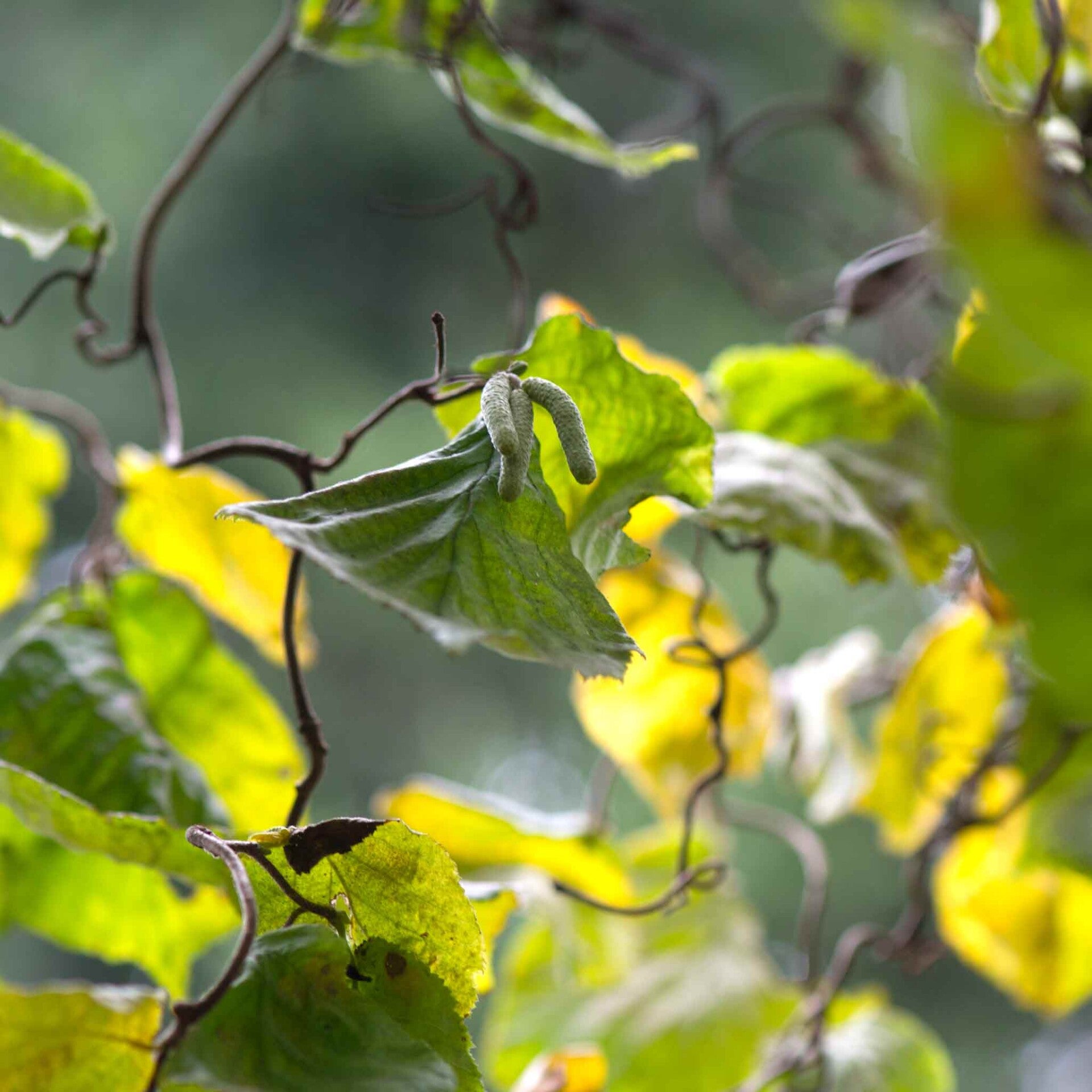 wir flattern auf heimische nachtfalter tagfalter raupen nahrungspflanzen österreich petra urbanek inge biller sabine gasparitz wirflatternauf bugs-team