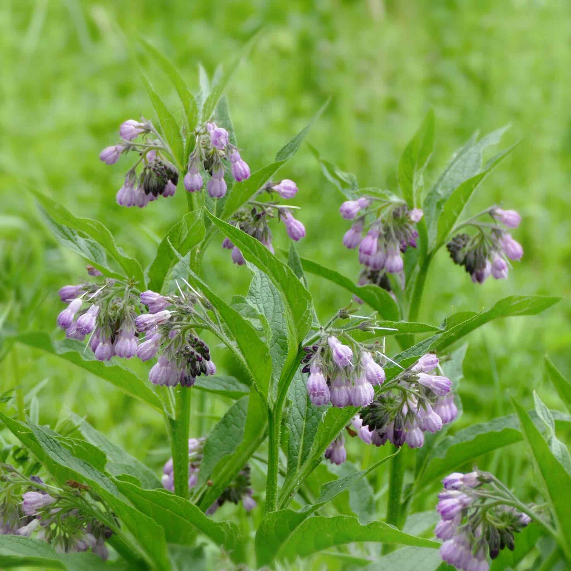 wir flattern auf heimische nachtfalter tagfalter raupen nahrungspflanzen österreich petra urbanek inge biller sabine gasparitz wirflatternauf bugs-team