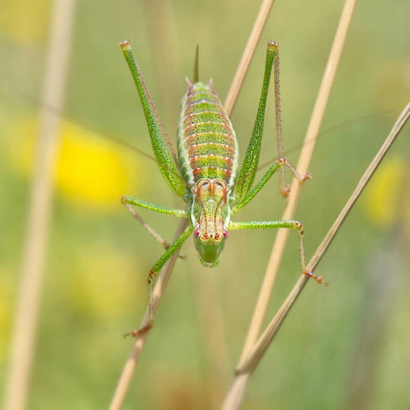 Gestreifte Zartschrecke / Perchtoldsdorfer Heide