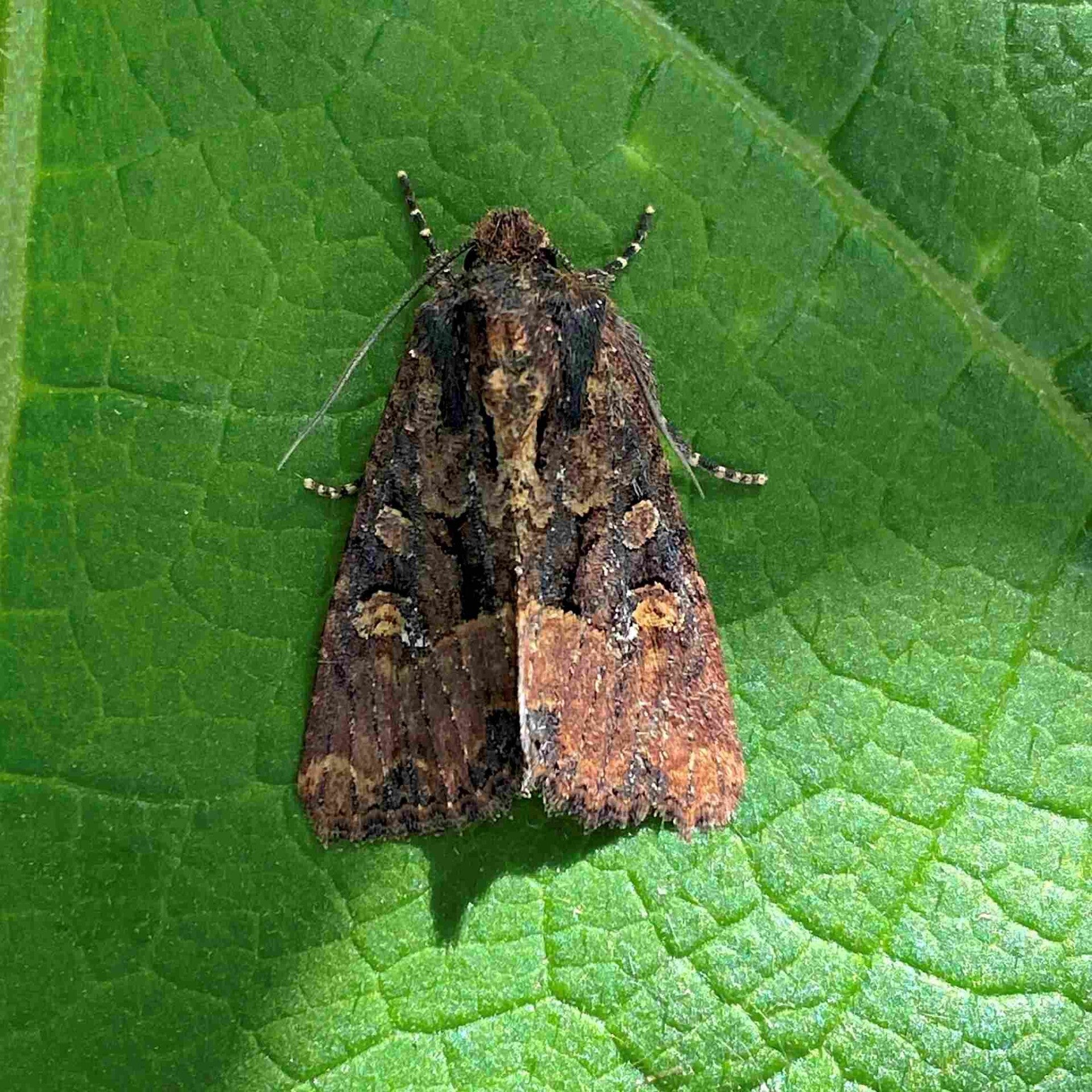 wir flattern auf heimische nachtfalter tagfalter raupen nahrungspflanzen österreich petra urbanek inge biller sabine gasparitz wirflatternauf bugs-team