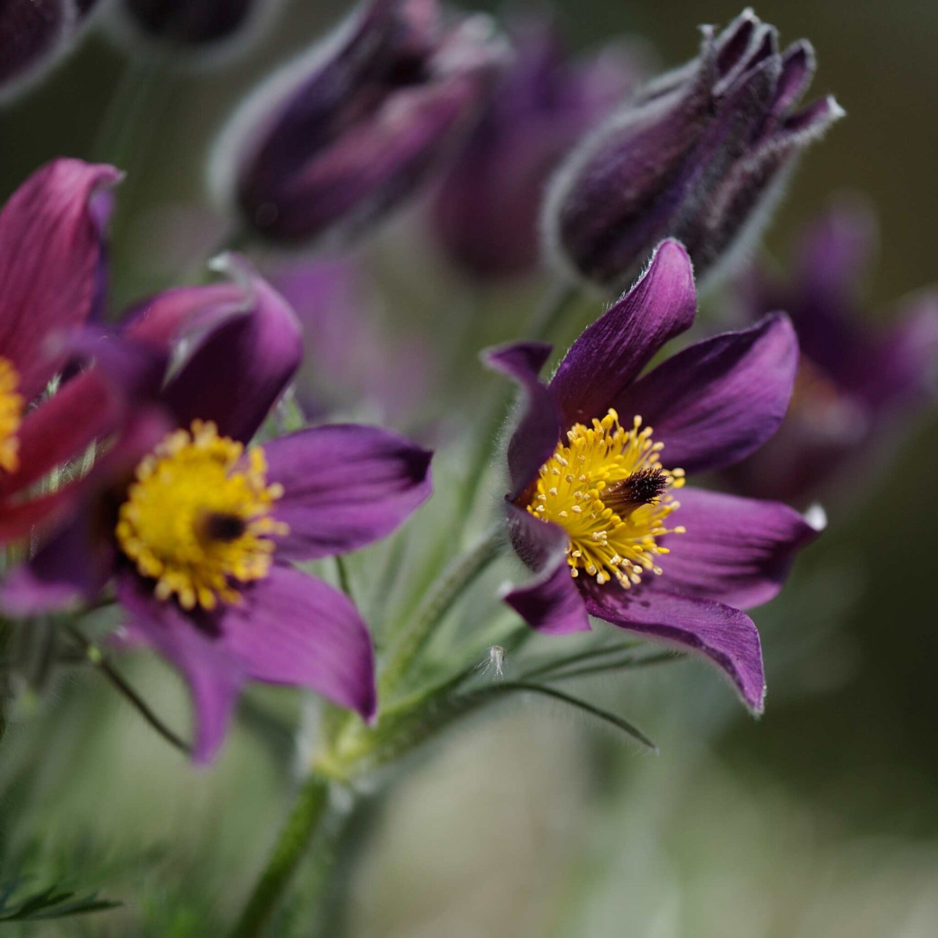 wir flattern auf heimische nachtfalter tagfalter raupen nahrungspflanzen österreich petra urbanek inge biller sabine gasparitz wirflatternauf bugs-team