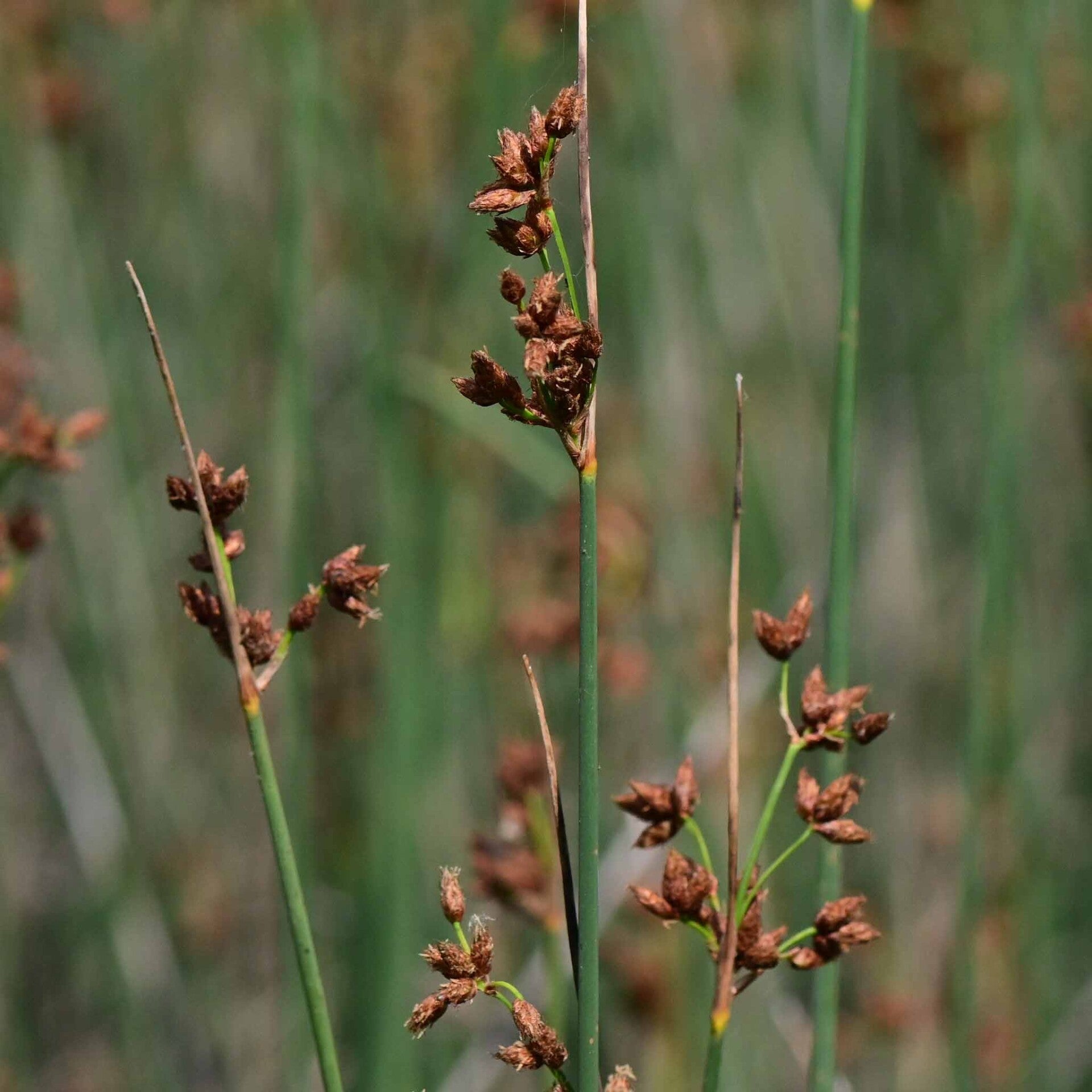 wir flattern auf heimische nachtfalter tagfalter raupen nahrungspflanzen österreich petra urbanek inge biller sabine gasparitz wirflatternauf bugs-team