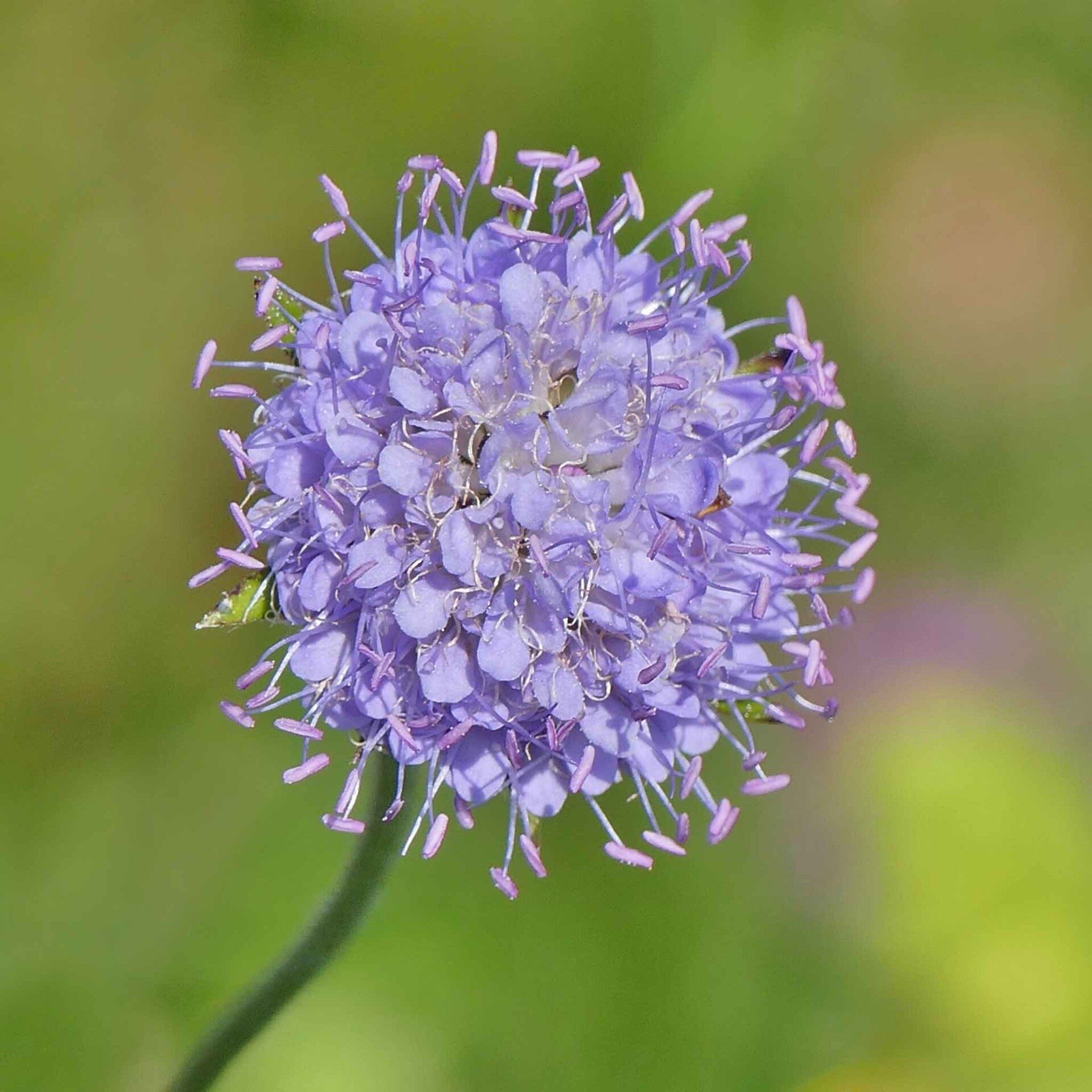 wir flattern auf heimische nachtfalter tagfalter raupen nahrungspflanzen österreich petra urbanek inge biller sabine gasparitz wirflatternauf bugs-team